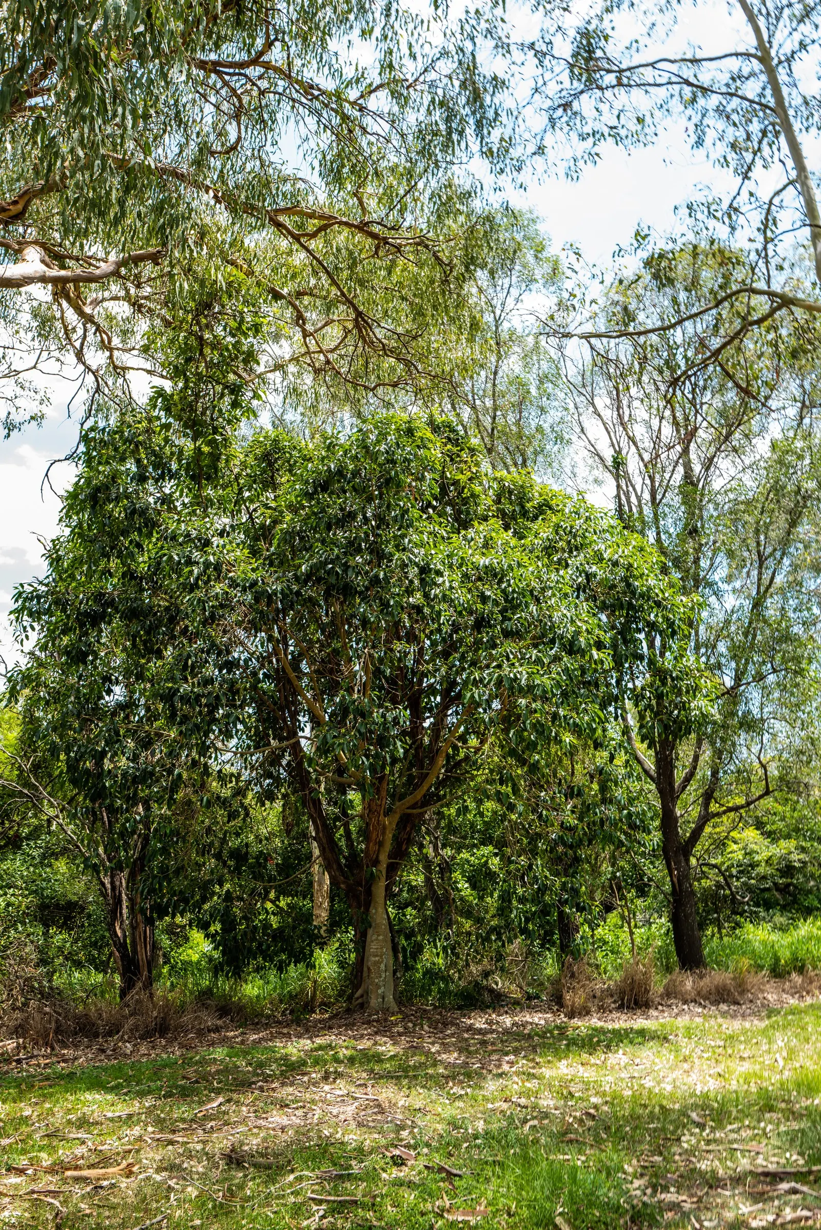 Rusty Leaf Fig (Ficus rubiginosa) — is a robust evergreen tree that can provide both shade and aesthetic appeal to your landscape design