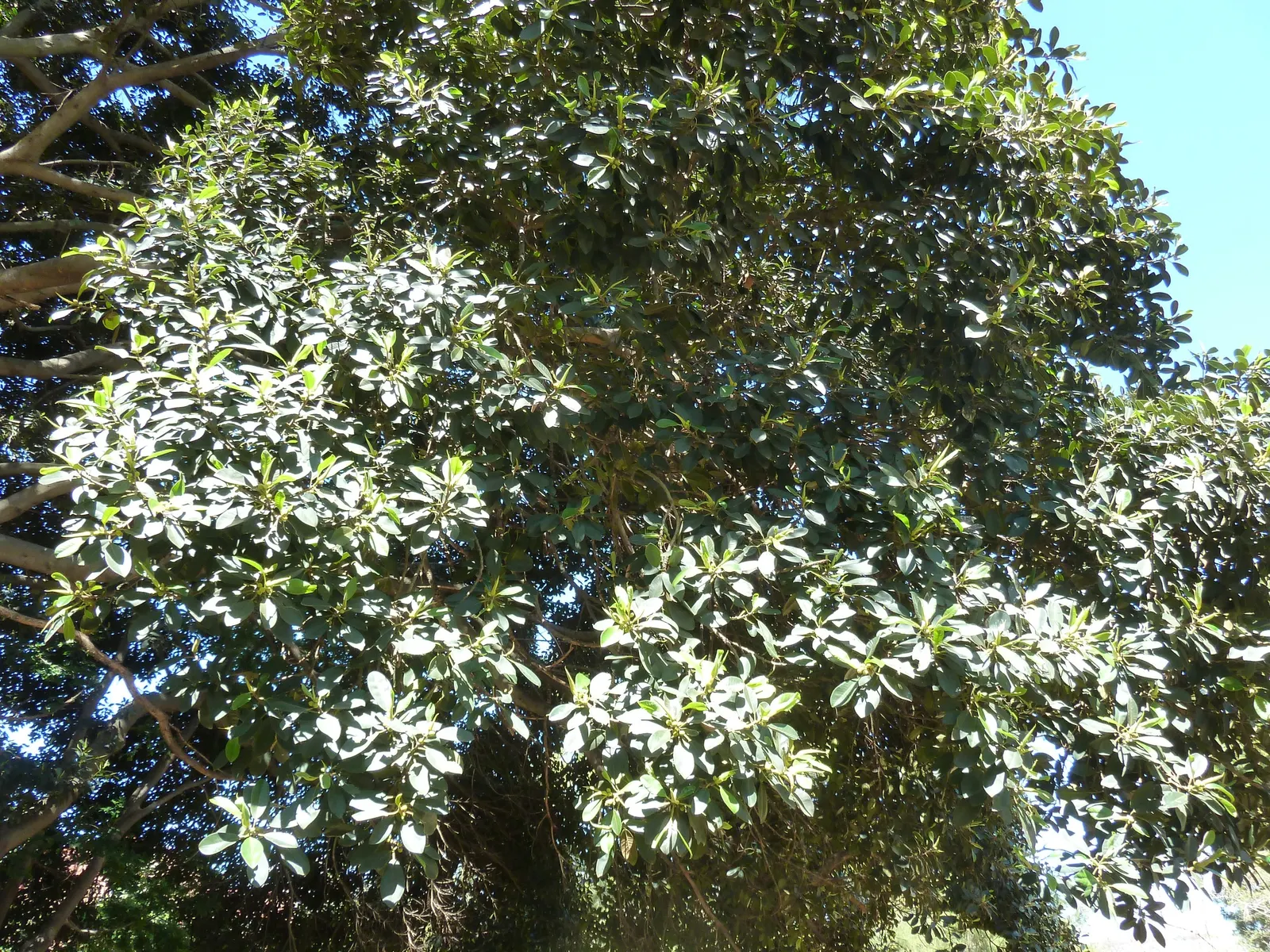 Rusty Leaf Fig (Ficus rubiginosa) — is a robust evergreen tree; this Australian native thrives in USDA zones 9-11 and prefers full sun to partial shade