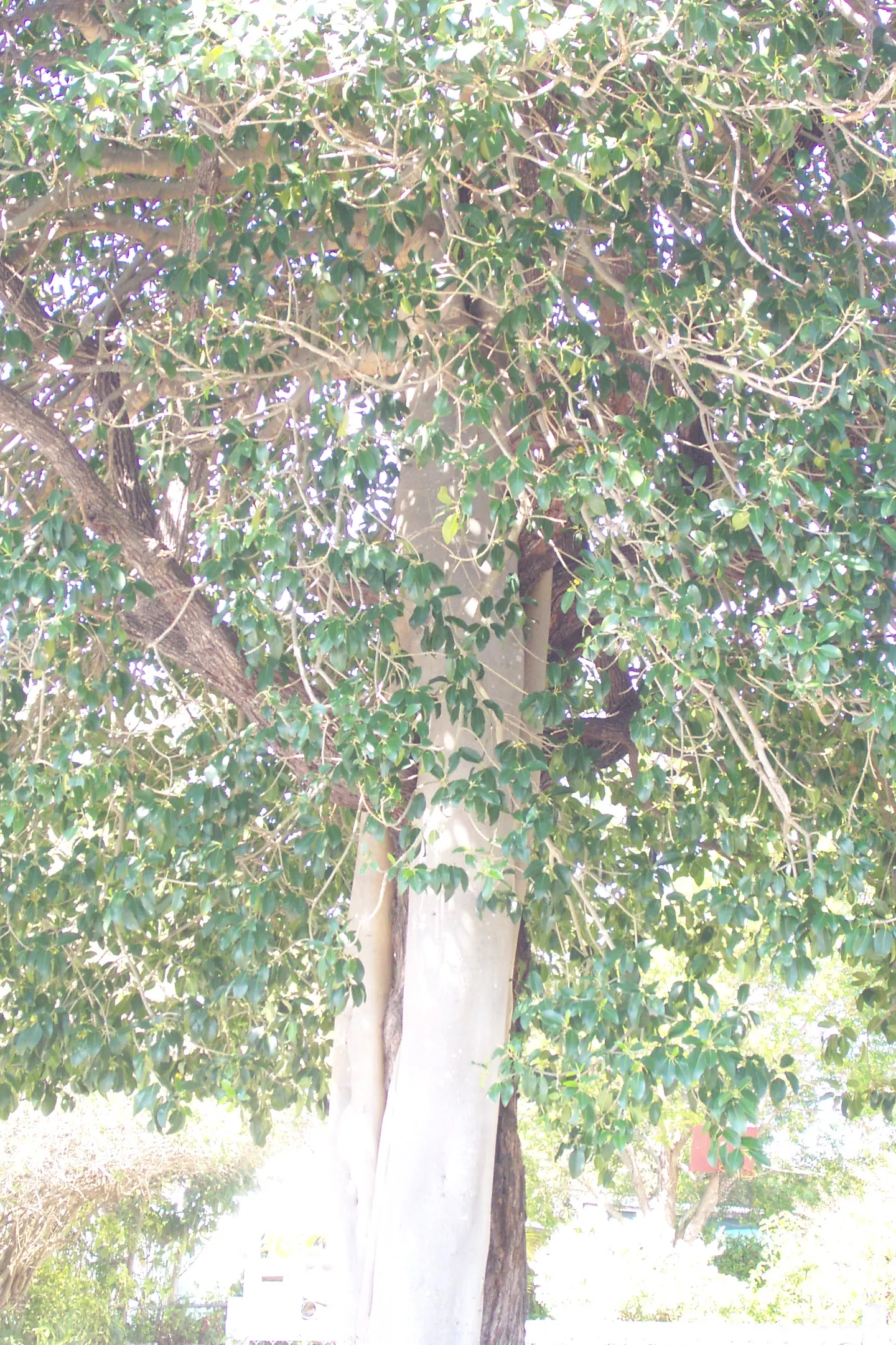 Rusty Leaf Fig (Ficus rubiginosa) — typically reaching 30-50 ft in height when mature; its growth rate is moderate