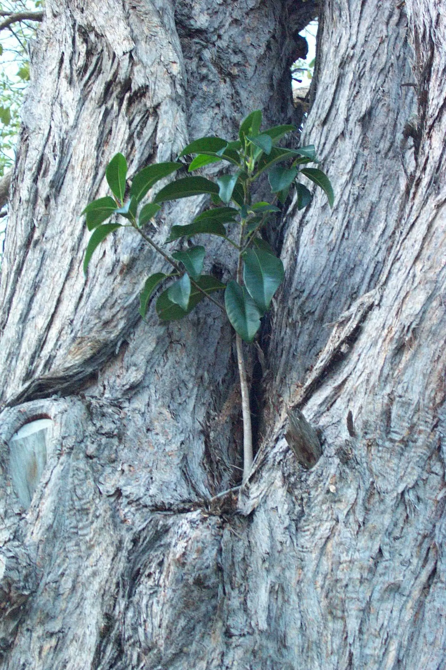 Rusty Leaf Fig (Ficus rubiginosa) — Resilient and drought-tolerant once established, it requires well-draining soil