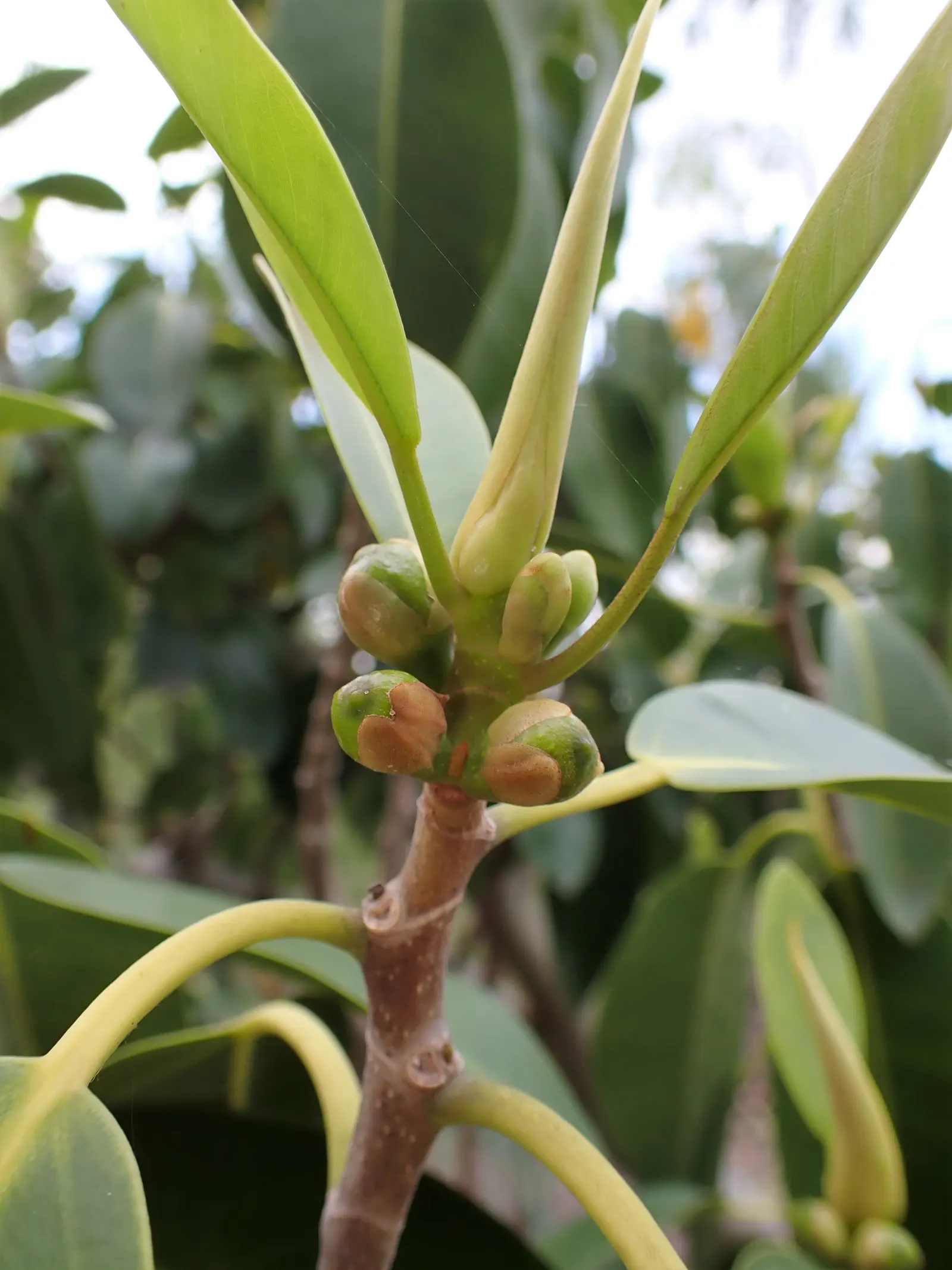 Rusty Leaf Fig (Ficus rubiginosa) — along with well-draining soil; resilient and drought-tolerant once established, it requires well-draining soil