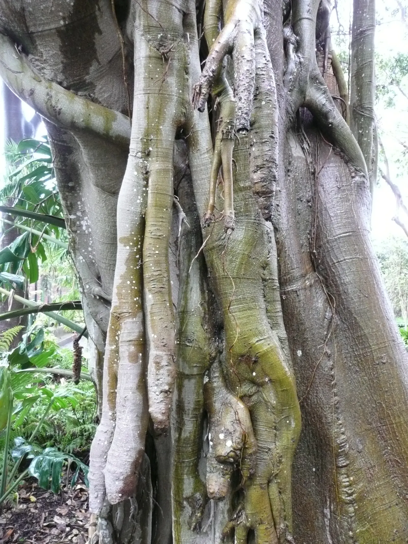 Rusty Leaf Fig (Ficus rubiginosa) — While drought-tolerant once established