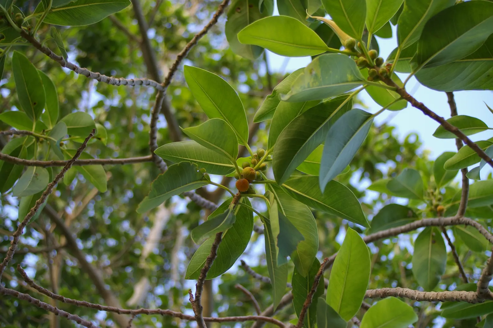 Rusty Leaf Fig (Ficus rubiginosa) — making it an excellent choice for larger gardens or parks; full sun to partial shade conditions are ideal