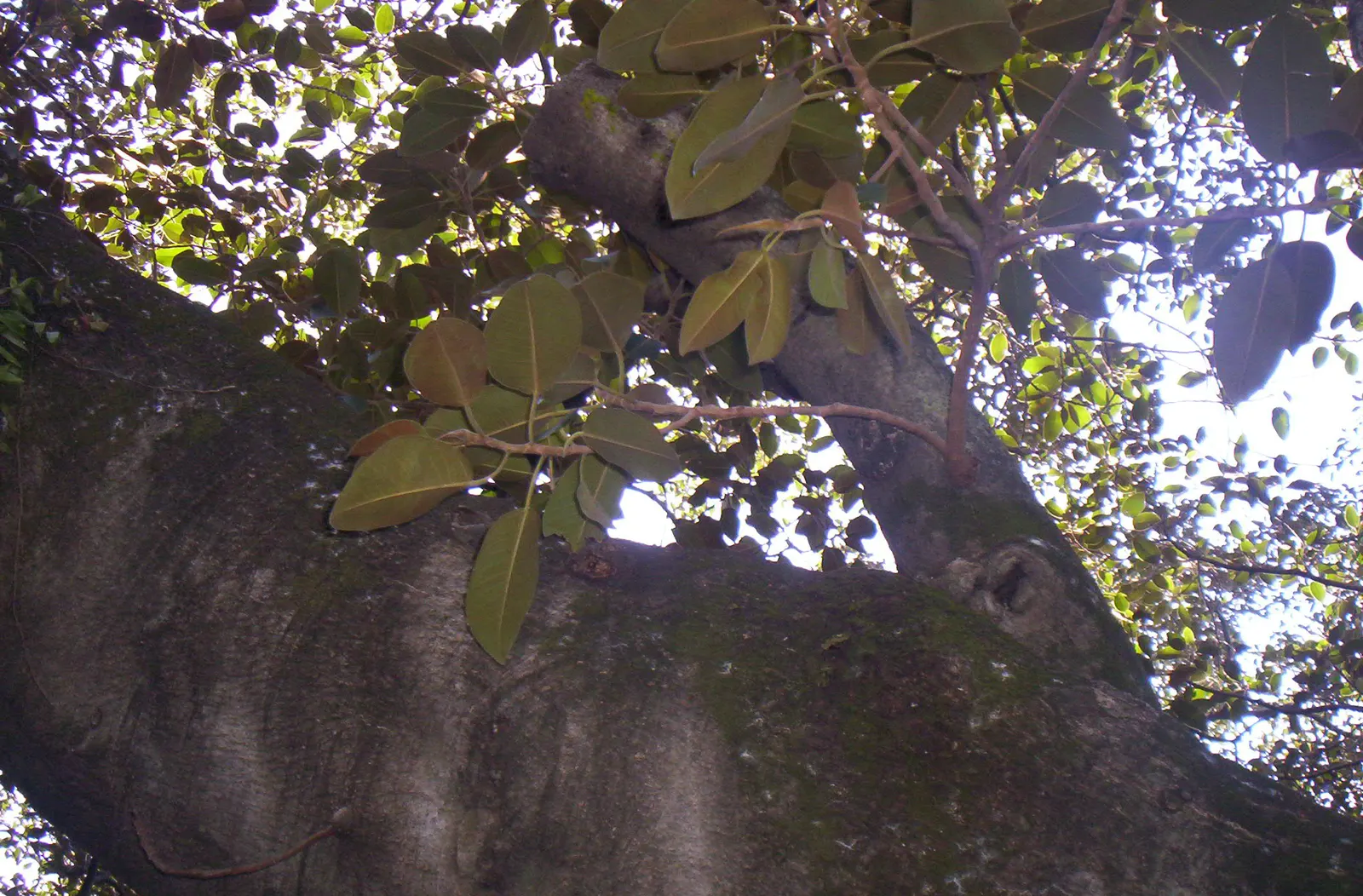Rusty Leaf Fig (Ficus rubiginosa) — This Australian native thrives in USDA zones 9-11 and prefers full sun to partial shade; commonly referred to as the Rusty