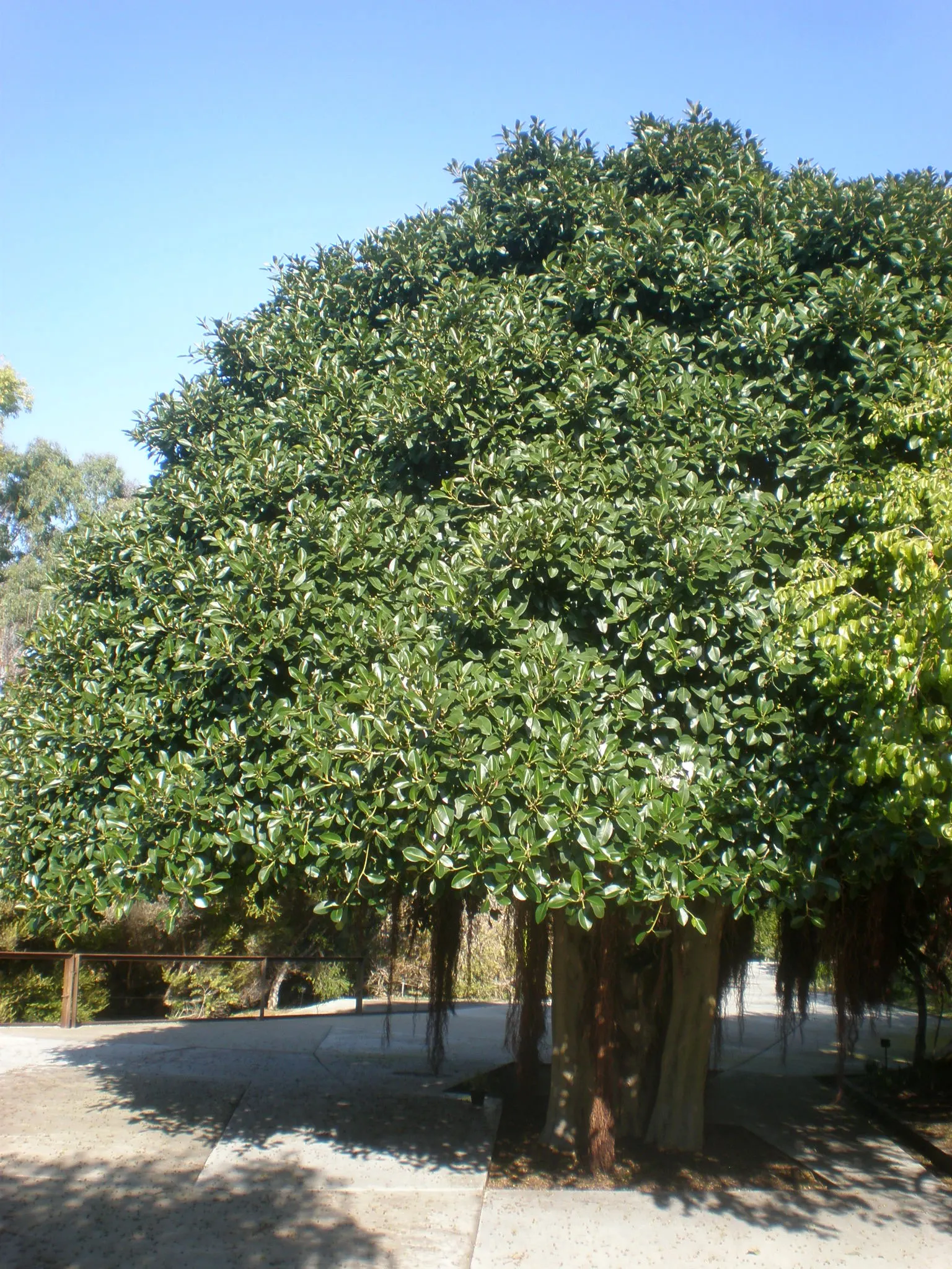 Rusty Leaf Fig (Ficus rubiginosa) — from which the tree derives its common name; this ficus provides ample shade, image 48