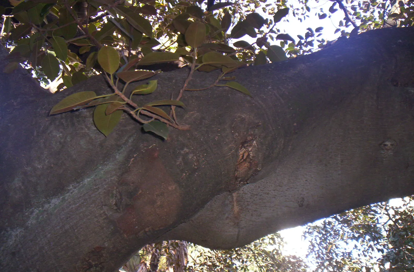 Rusty Leaf Fig (Ficus rubiginosa) — commonly referred to as the Rusty Leaf Fig; making it an excellent choice for larger gardens or parks