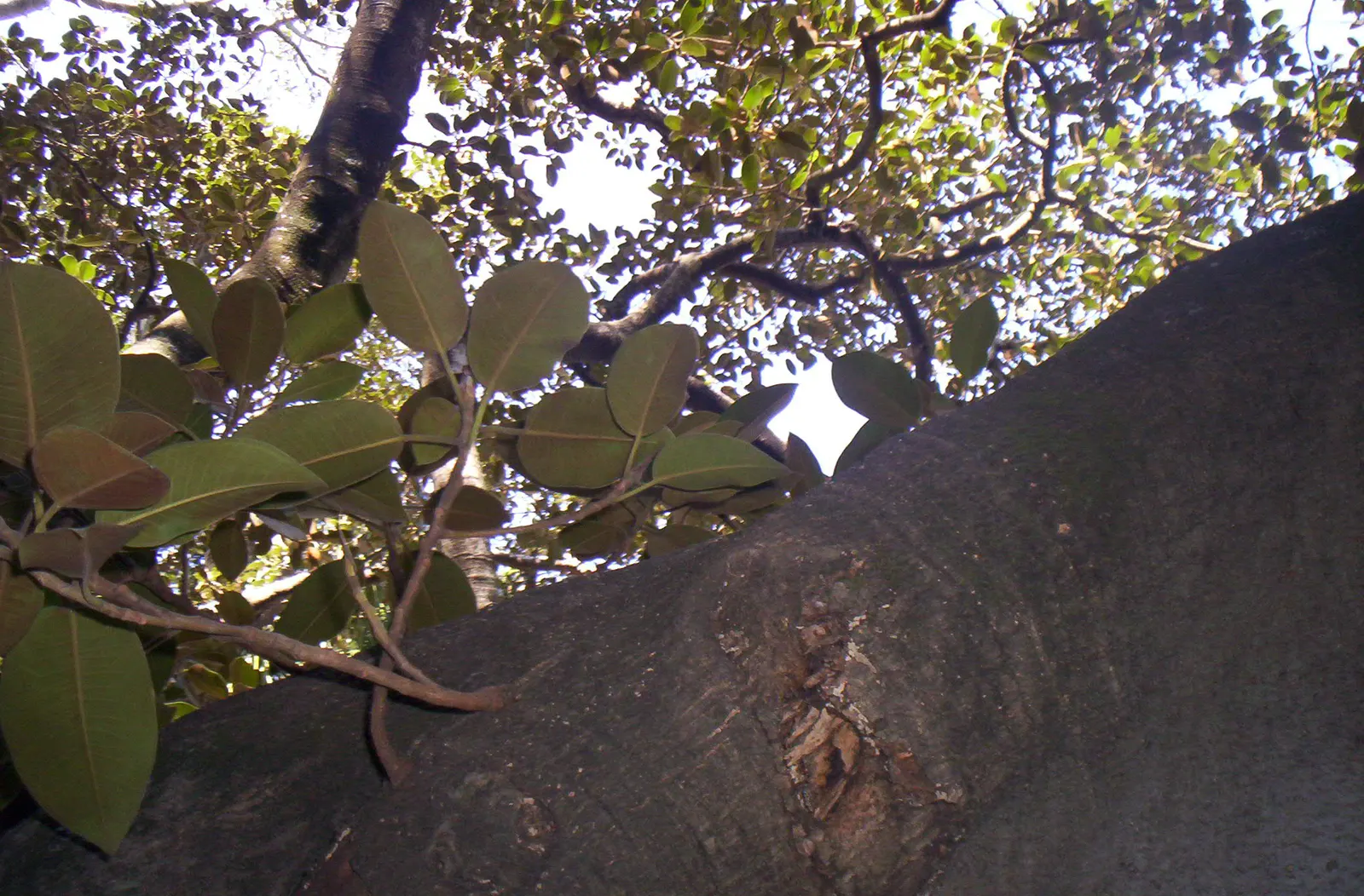Rusty Leaf Fig (Ficus rubiginosa) — It's recognized for its oval, leathery leaves with a rusty underside; tree for full or half