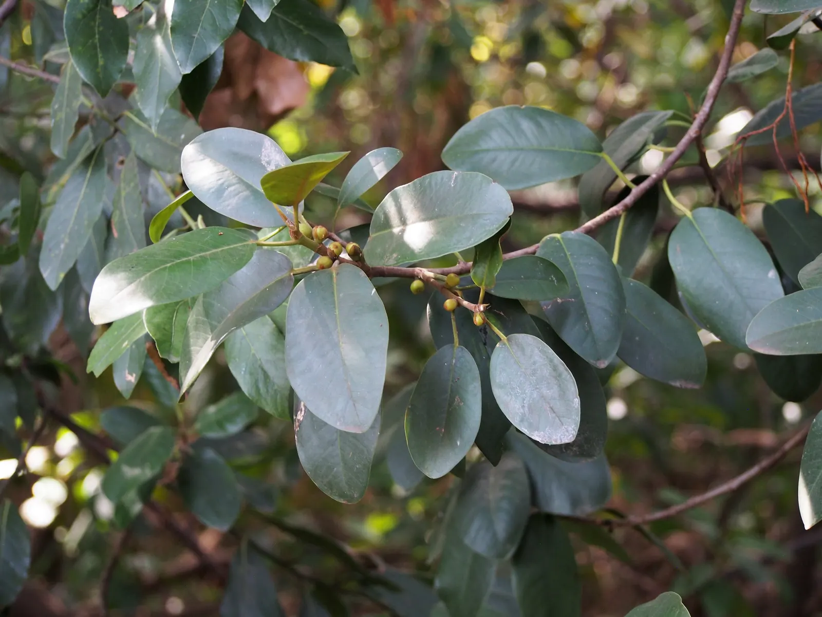Rusty Leaf Fig (Ficus rubiginosa) — Its dense canopy and extensive root system make it ideal for large spaces and screening; it's recognized for its oval