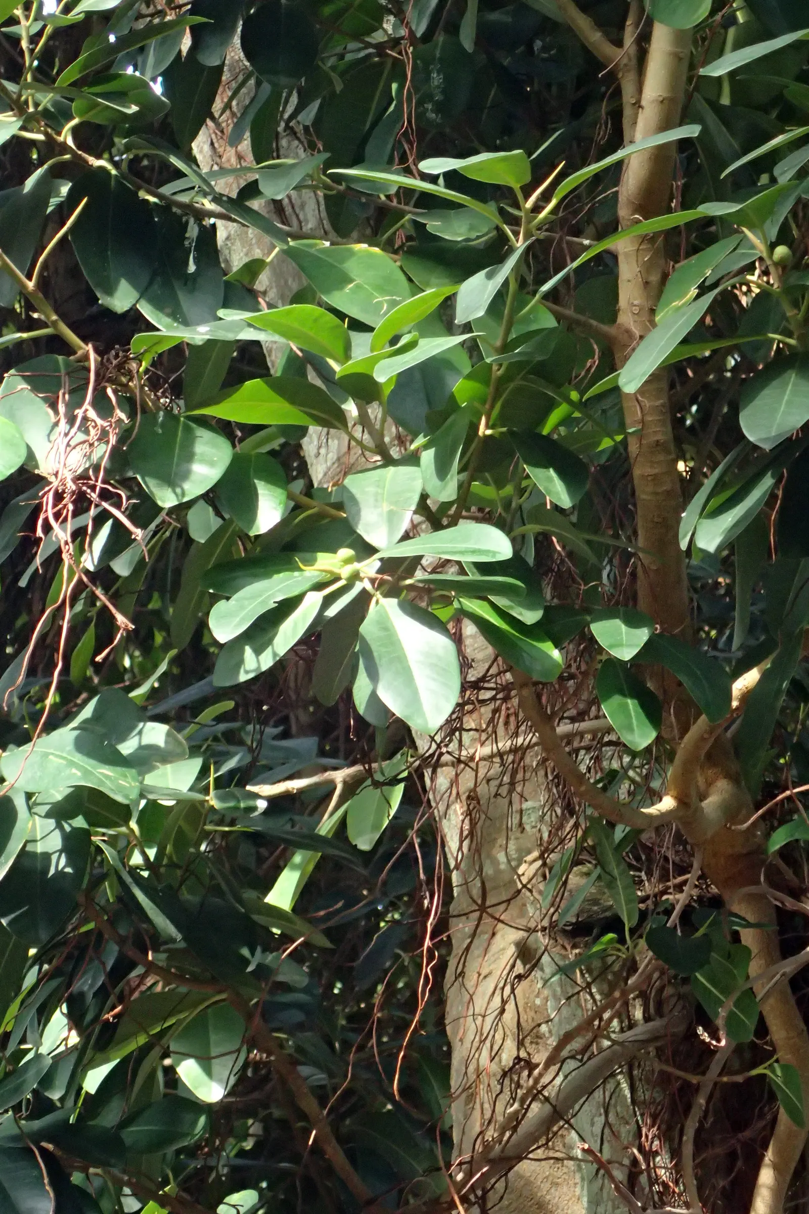 Rusty Leaf Fig (Ficus rubiginosa) — Its growth rate is moderate; typically reaching 30-50 ft in height when mature