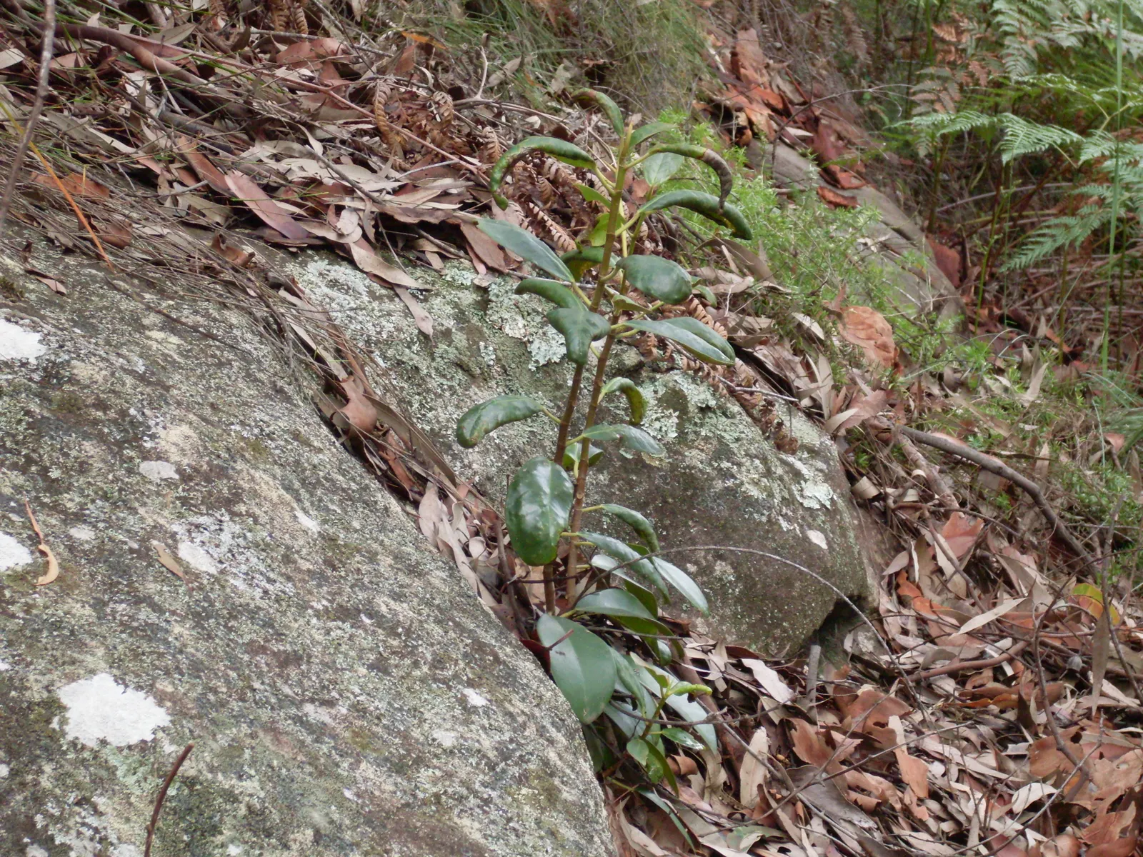 Rusty Leaf Fig (Ficus rubiginosa) — commonly referred to as the Rusty Leaf Fig