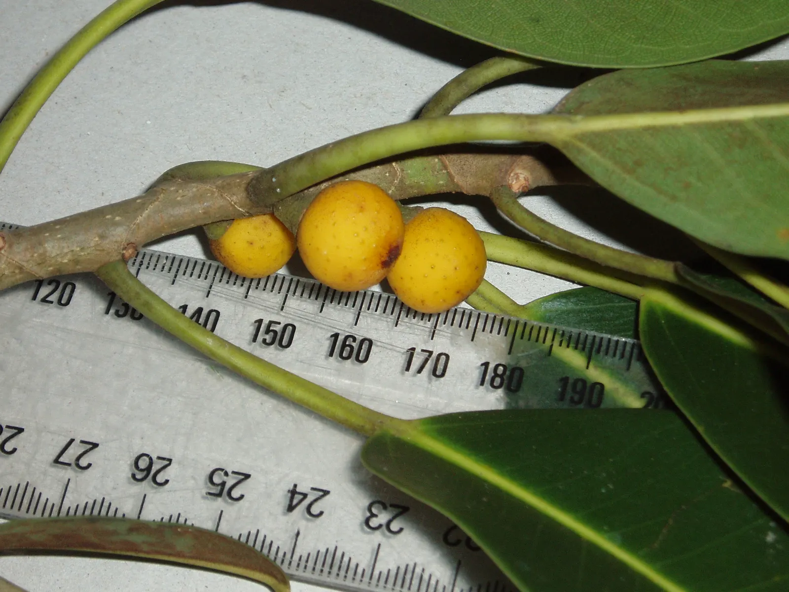 Rusty Leaf Fig (Ficus rubiginosa) — This Australian native thrives in USDA zones 9-11 and prefers full sun to partial shade