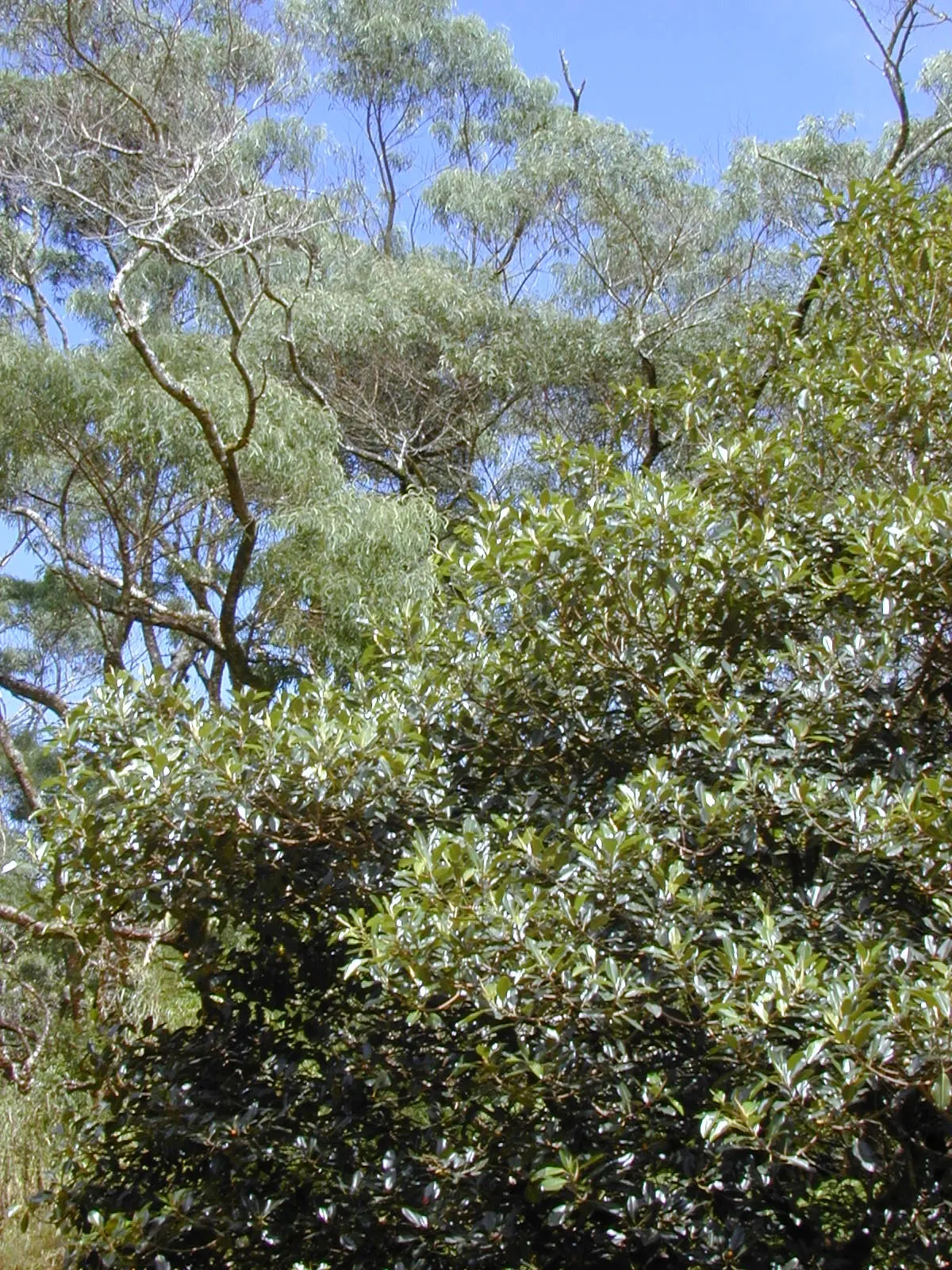 Rusty Leaf Fig (Ficus rubiginosa) — is a robust evergreen tree; this Australian native thrives in USDA zones 9-11 and prefers full sun to partial, image 37