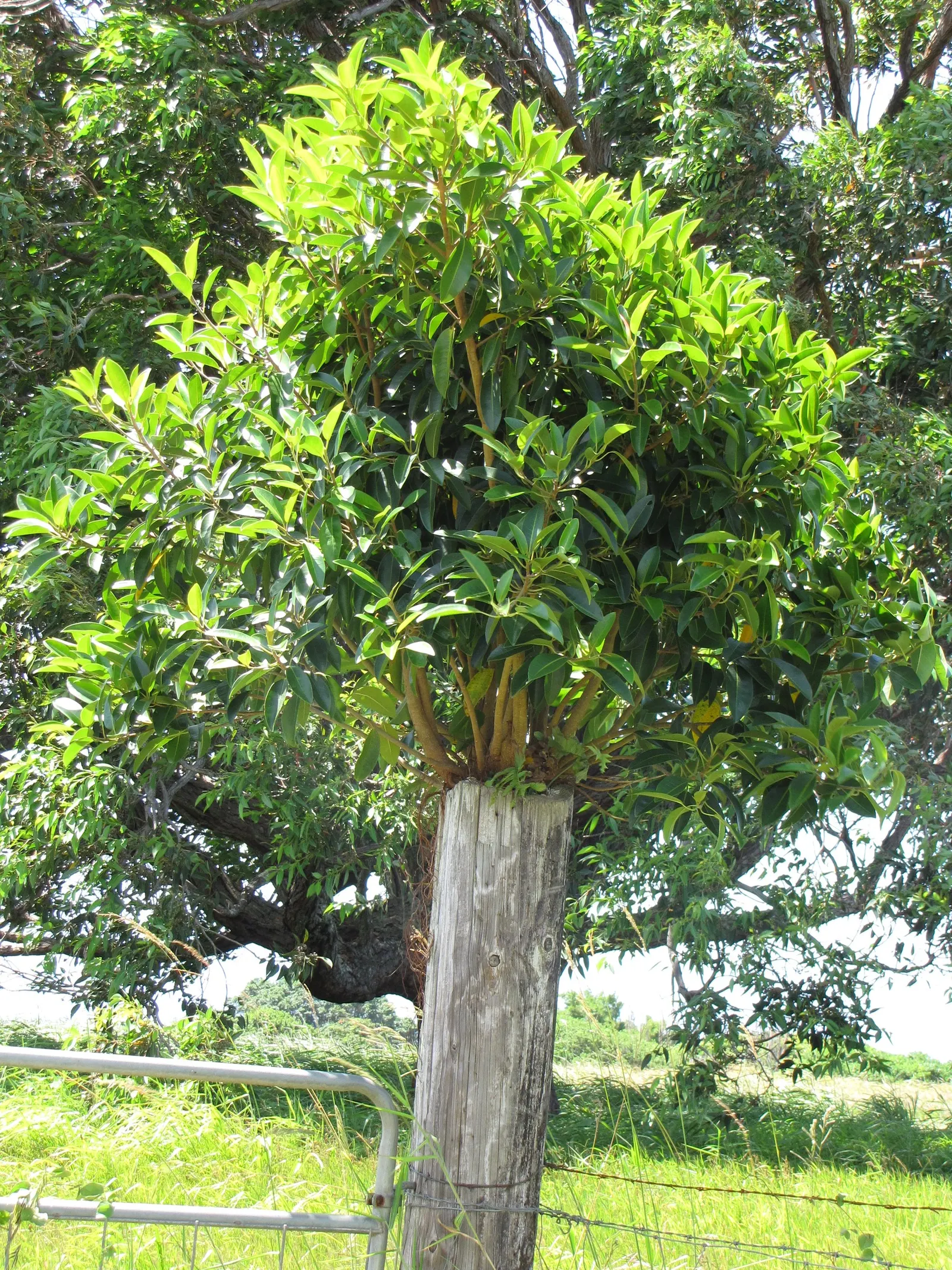 Rusty Leaf Fig (Ficus rubiginosa) — While drought-tolerant once established; from which the tree derives its common name
