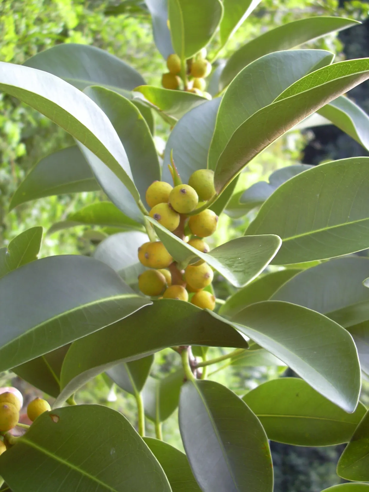Rusty Leaf Fig (Ficus rubiginosa) — It's recognized for its oval, leathery leaves with a rusty underside; tree for full or half, image 39