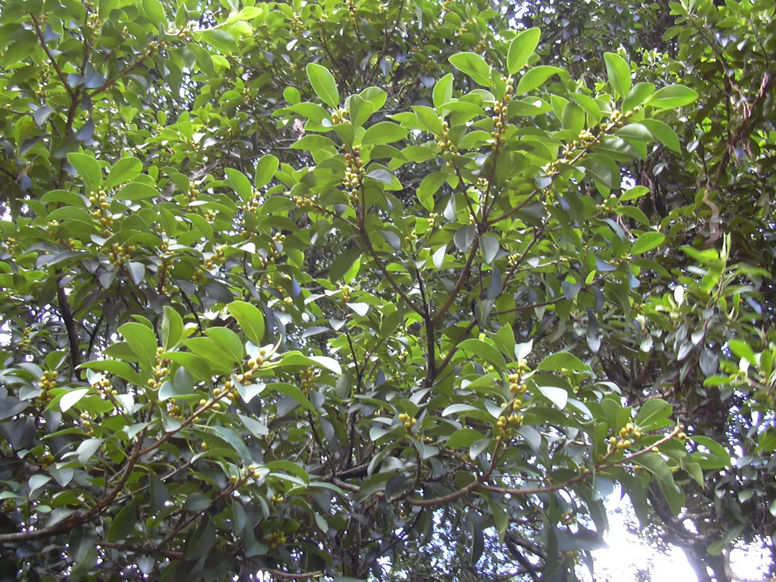 Rusty Leaf Fig (Ficus rubiginosa) — Its dense canopy and extensive root system make it ideal for large spaces and screening
