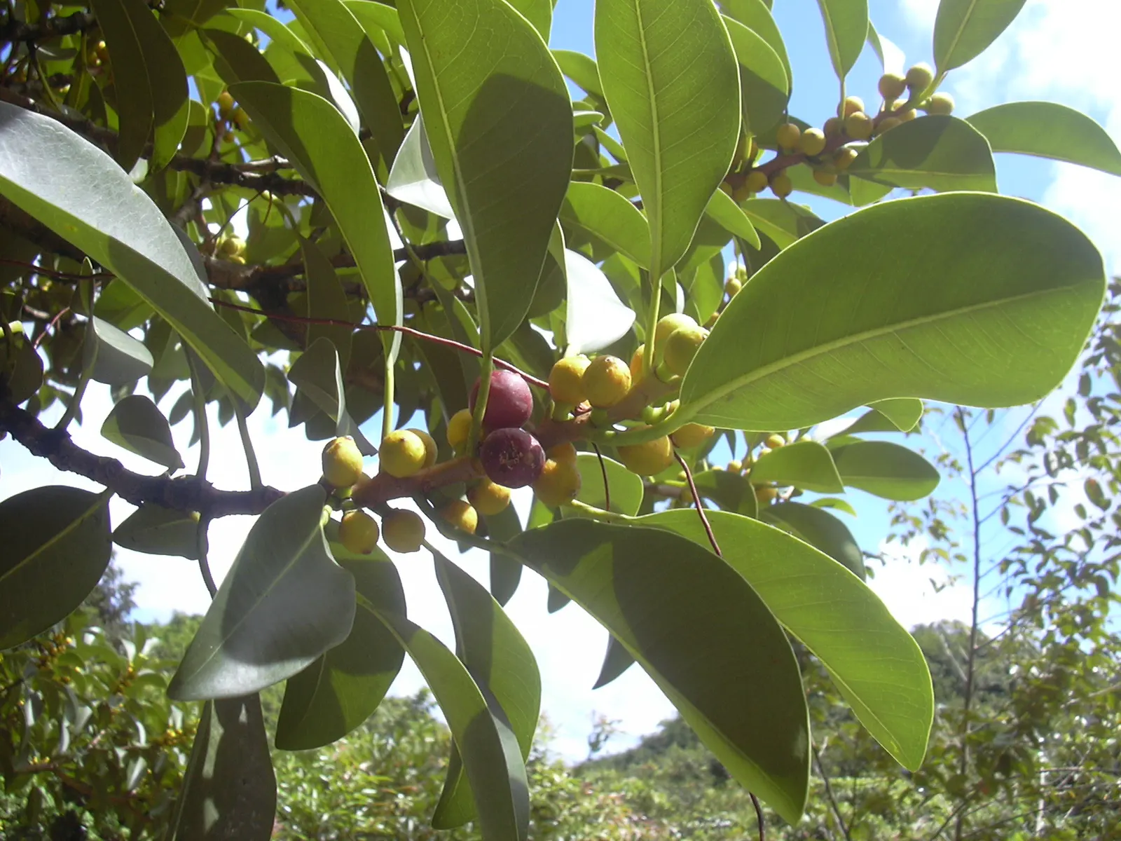 Rusty Leaf Fig (Ficus rubiginosa) — Resilient and drought-tolerant once established, it requires well-draining soil; along with well-draining soil, image 41