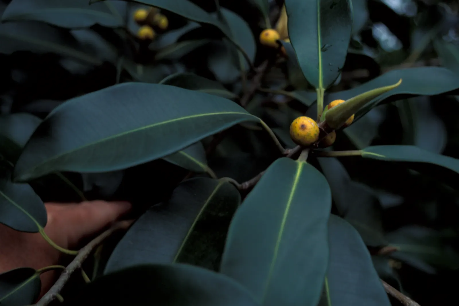 Rusty Leaf Fig (Ficus rubiginosa) — Its growth rate is moderate; typically reaching 30-50 ft in height when mature, image 47