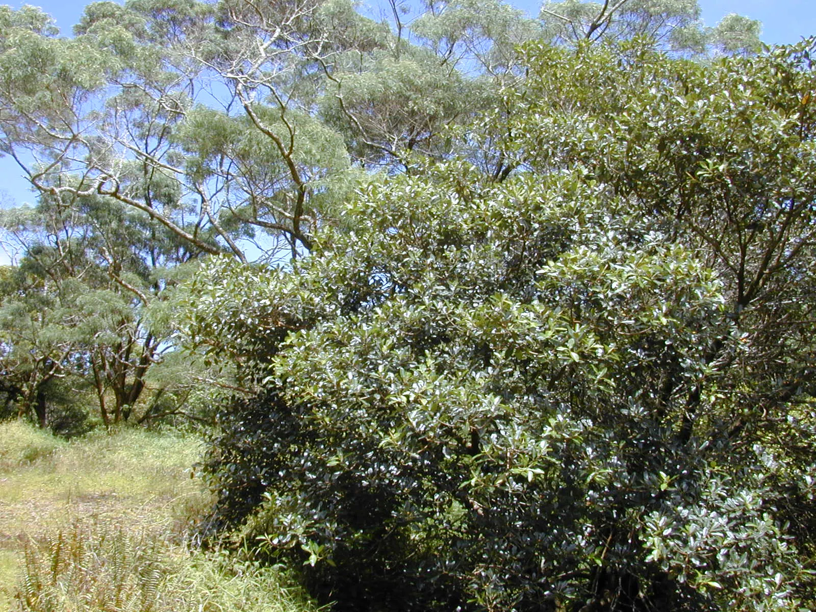 Rusty Leaf Fig (Ficus rubiginosa) — tree for full or half; while drought-tolerant once established