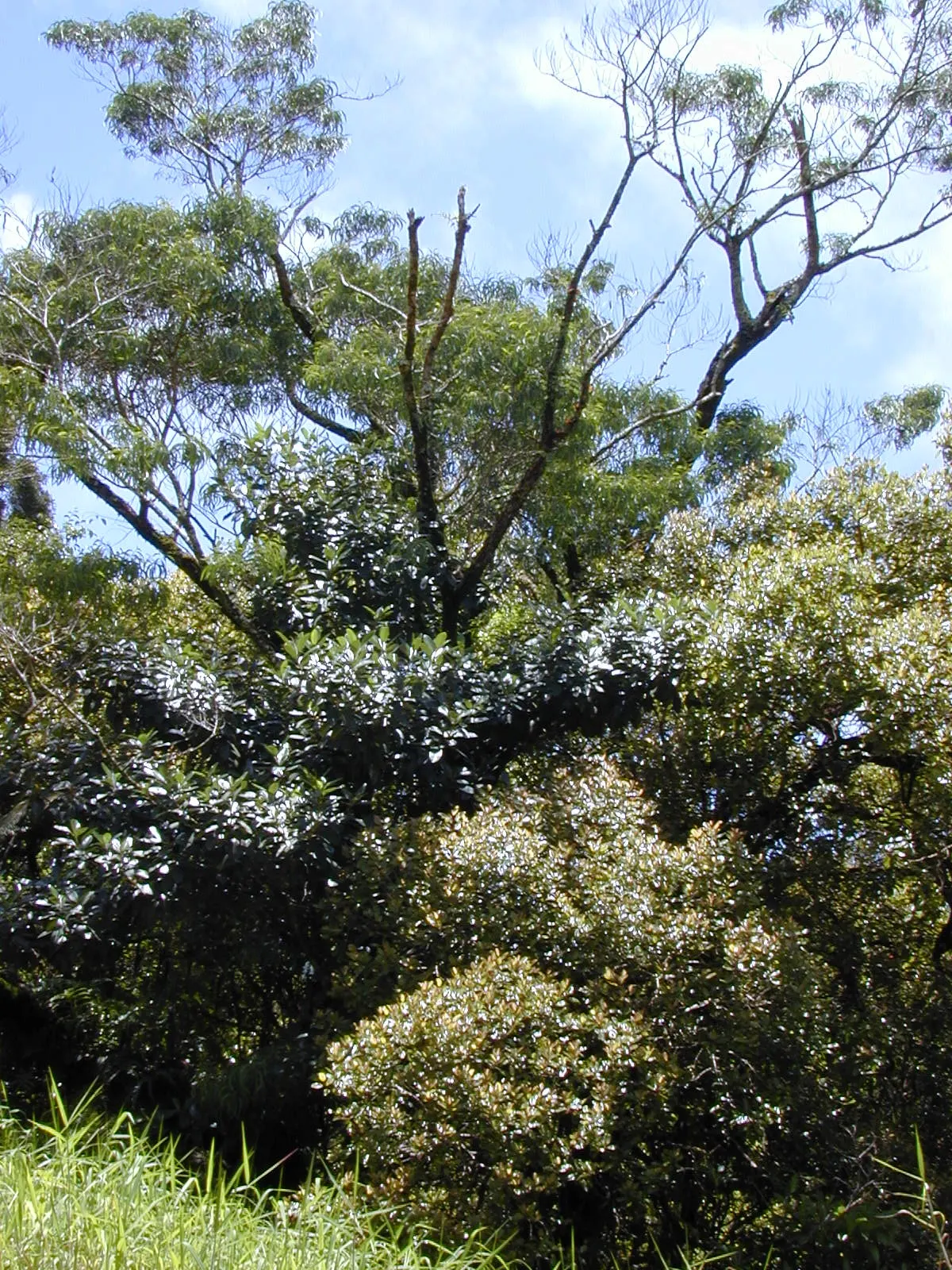 Rusty Leaf Fig (Ficus rubiginosa) — making it an excellent choice for larger gardens or parks