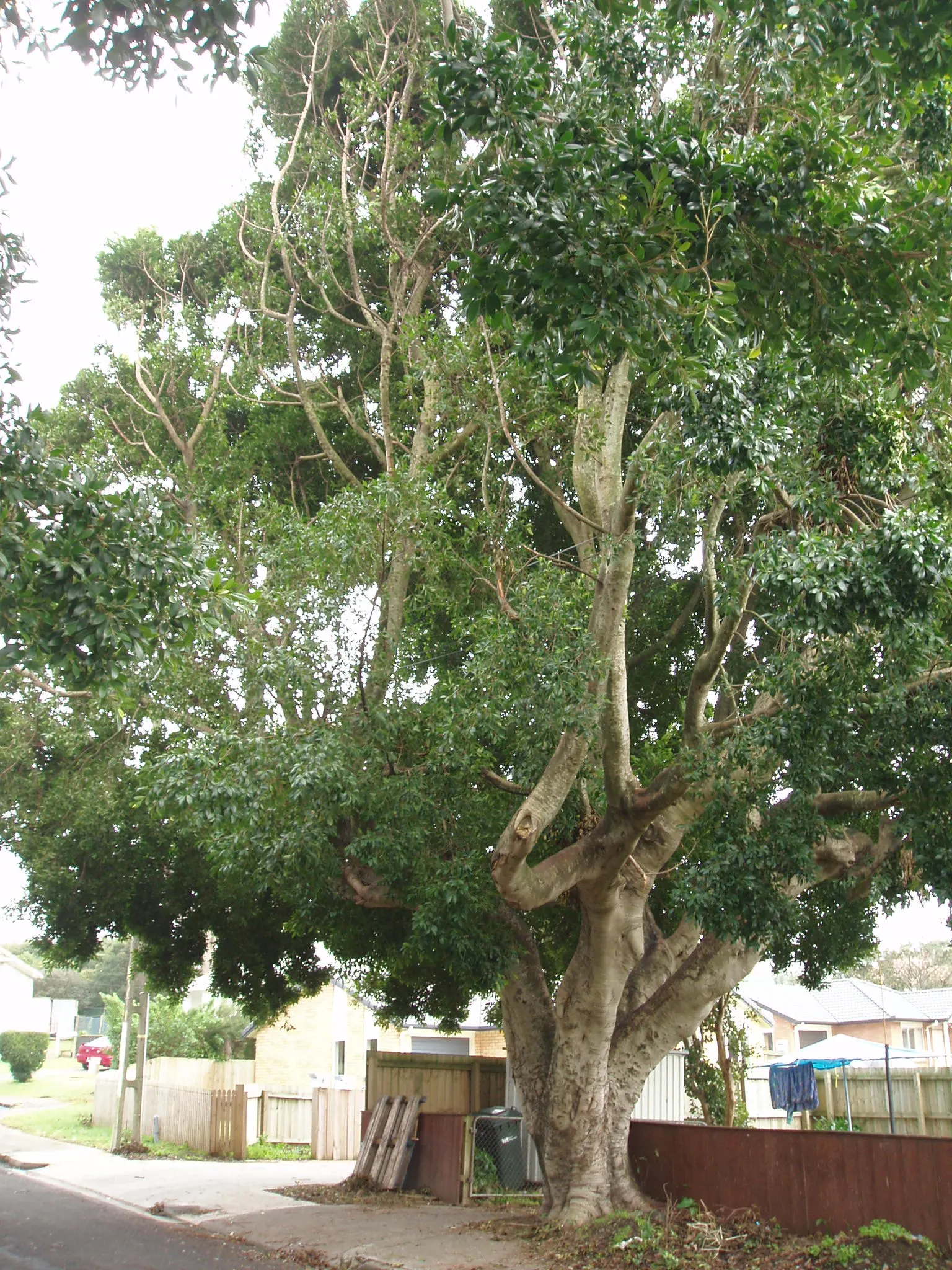Rusty Leaf Fig (Ficus rubiginosa) — commonly referred to as the Rusty Leaf Fig; making it an excellent choice for larger gardens or parks, image 43