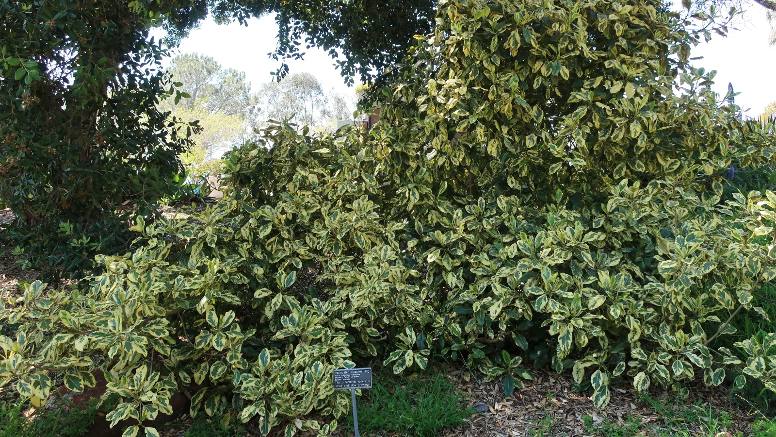 Rusty Leaf Fig (Ficus rubiginosa) — Its dense canopy and extensive root system make it ideal for large spaces and screening; it's recognized for, image 42