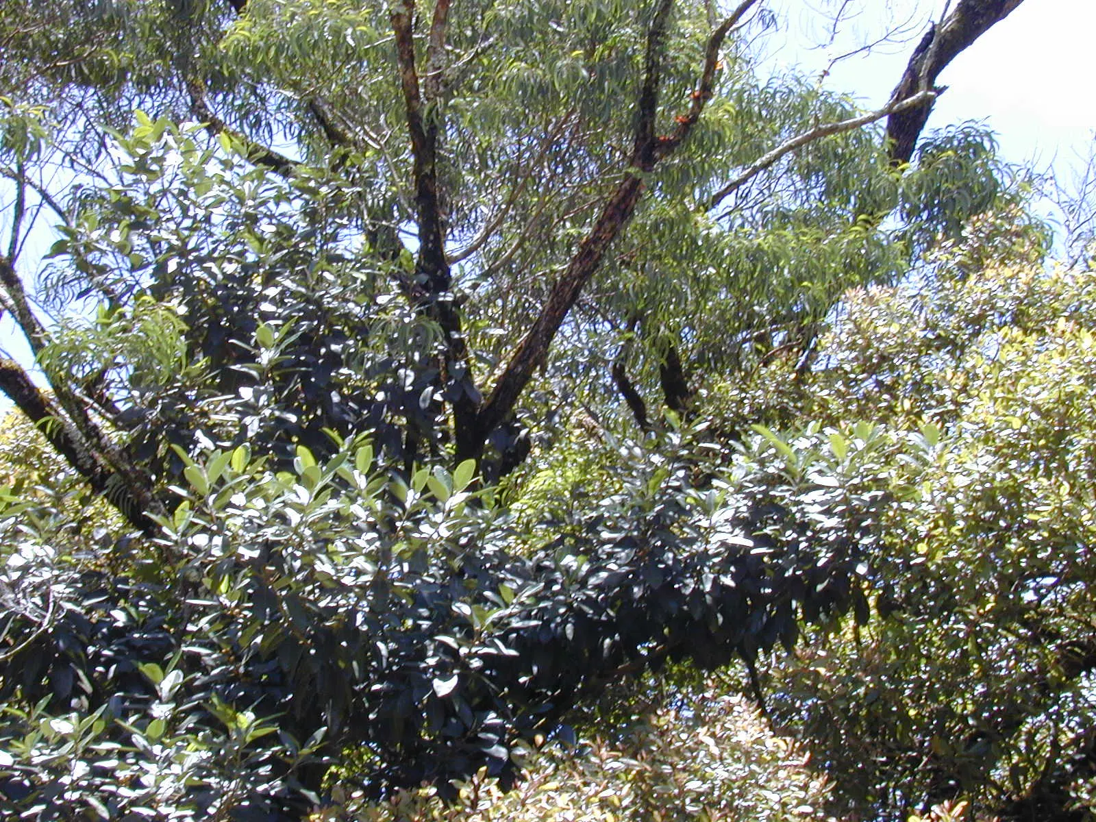 Rusty Leaf Fig (Ficus rubiginosa) — take care to position it where its vigorous root system will not disrupt nearby hardscapes or foundations; is a robust