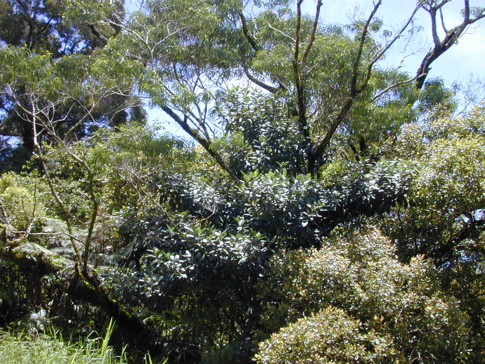 Rusty Leaf Fig (Ficus rubiginosa) — typically reaching 30-50 ft in height when mature; its growth rate is moderate, image 38