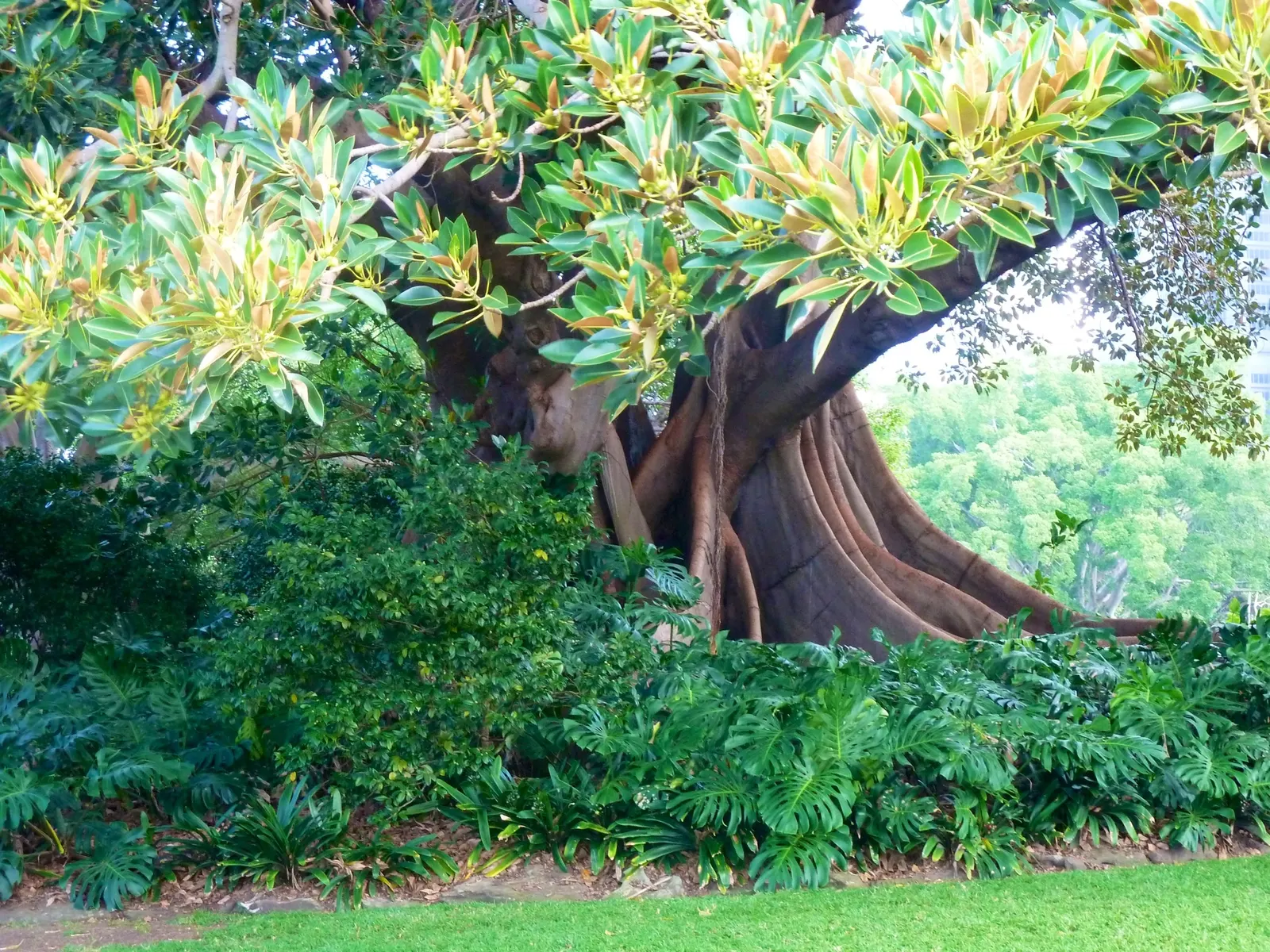 Rusty Leaf Fig (Ficus rubiginosa) — is a robust evergreen tree