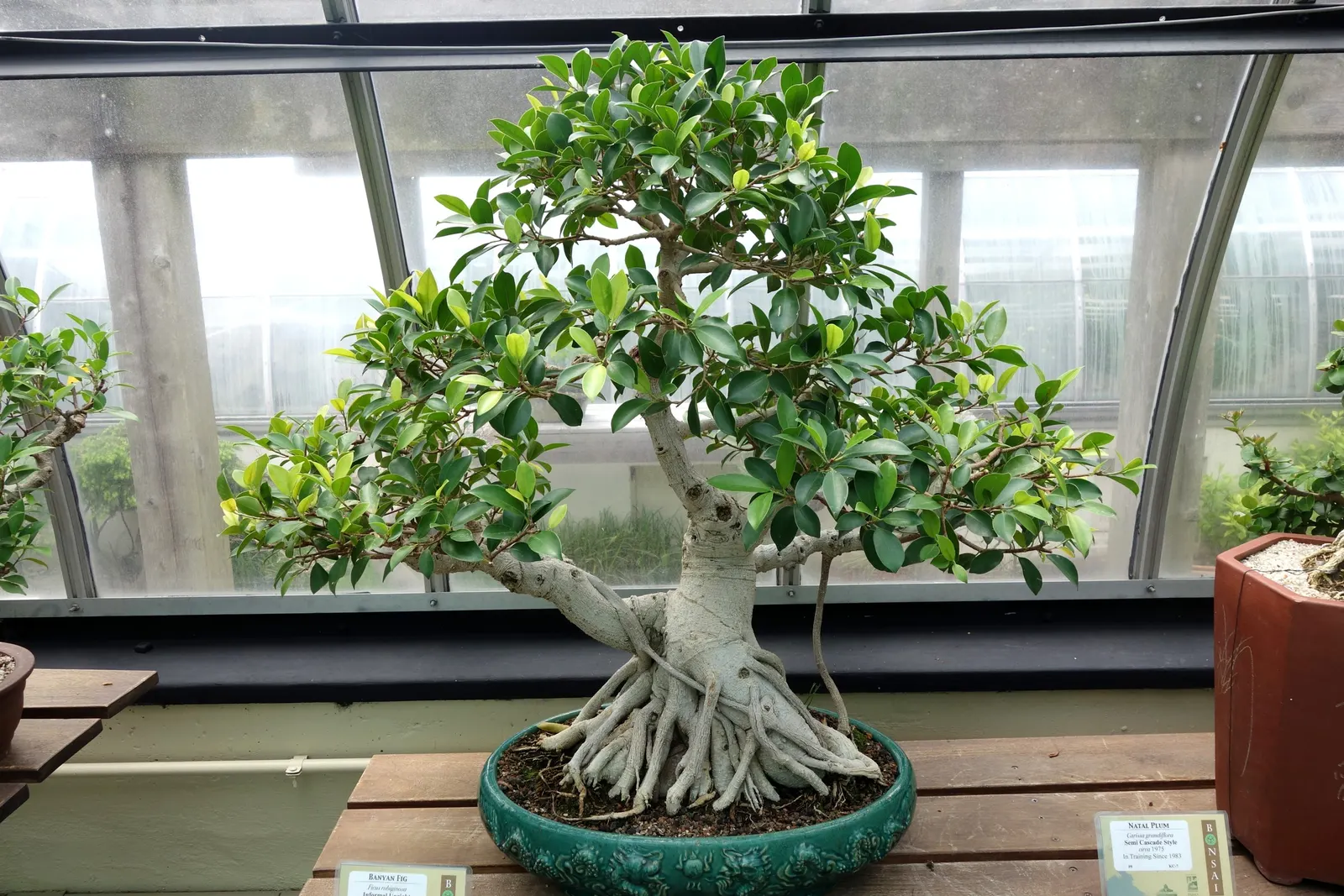 Rusty Leaf Fig (Ficus rubiginosa) — Its growth rate is moderate