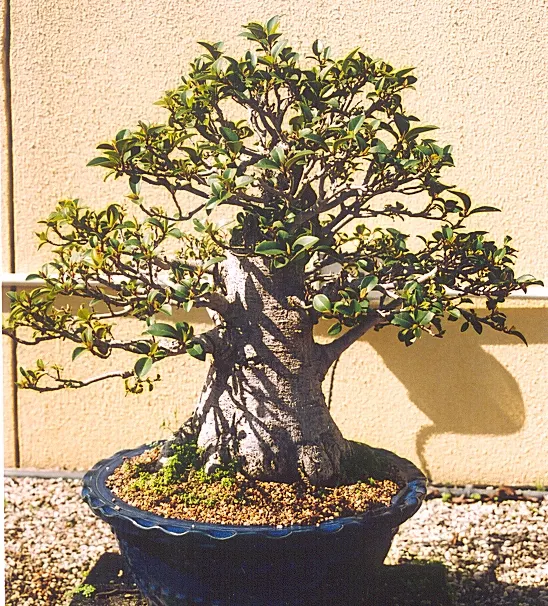 Rusty Leaf Fig (Ficus rubiginosa) — along with well-draining soil; resilient and drought-tolerant once established, it requires well-draining soil, image 50