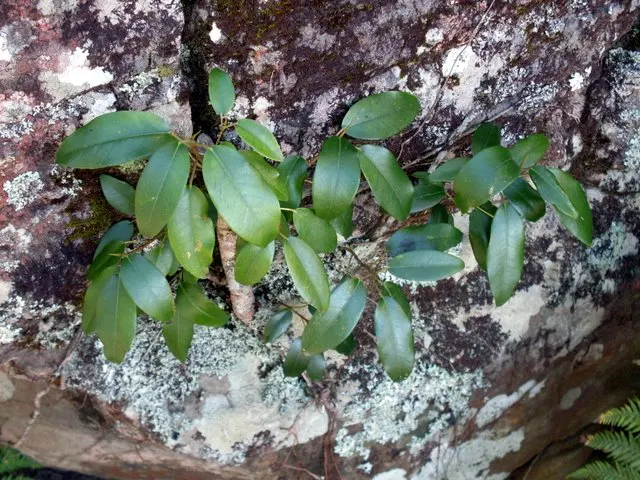 Rusty Leaf Fig (Ficus rubiginosa) — full sun to partial shade conditions are ideal