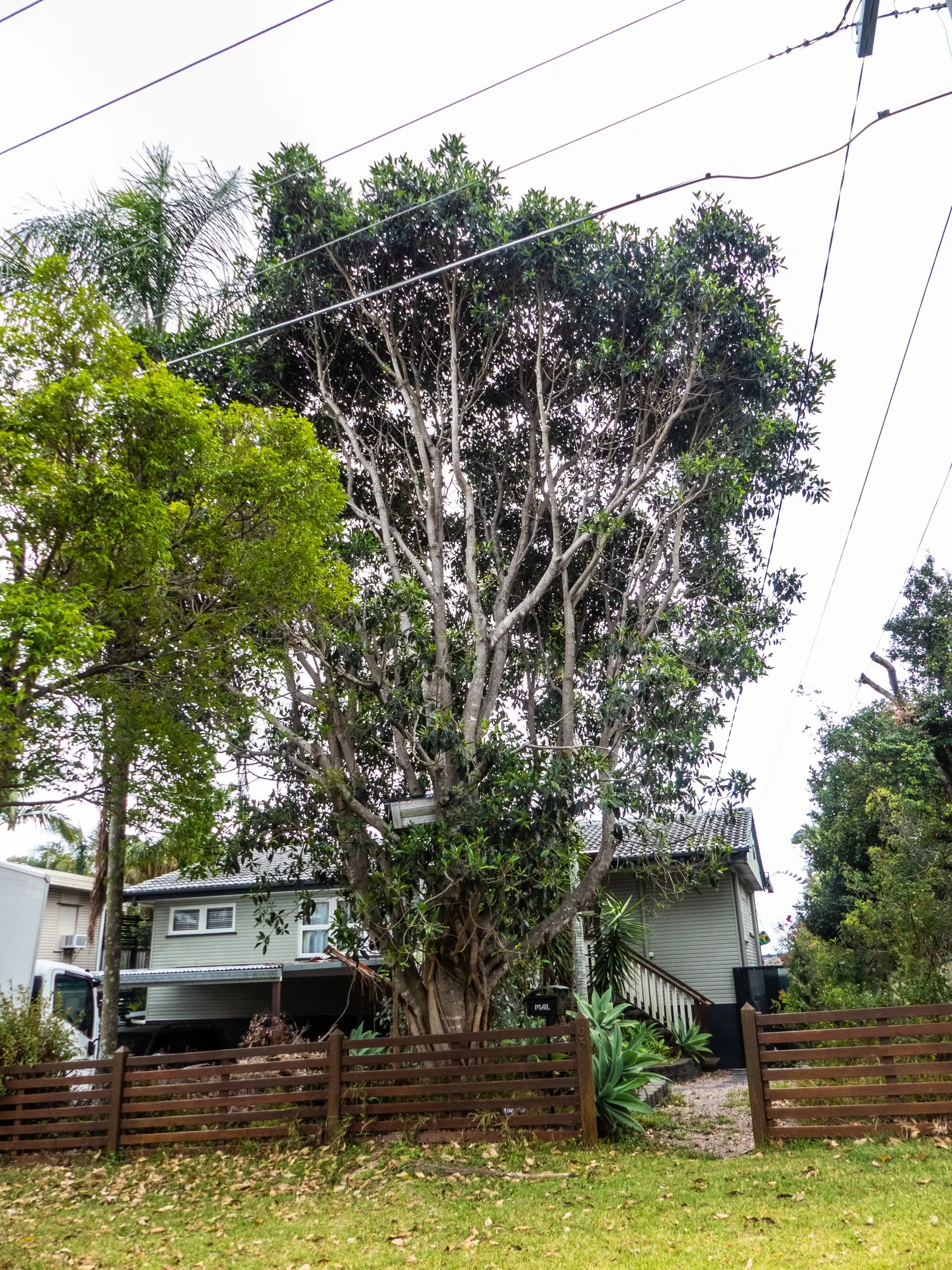 Rusty Leaf Fig (Ficus rubiginosa) — from which the tree derives its common name