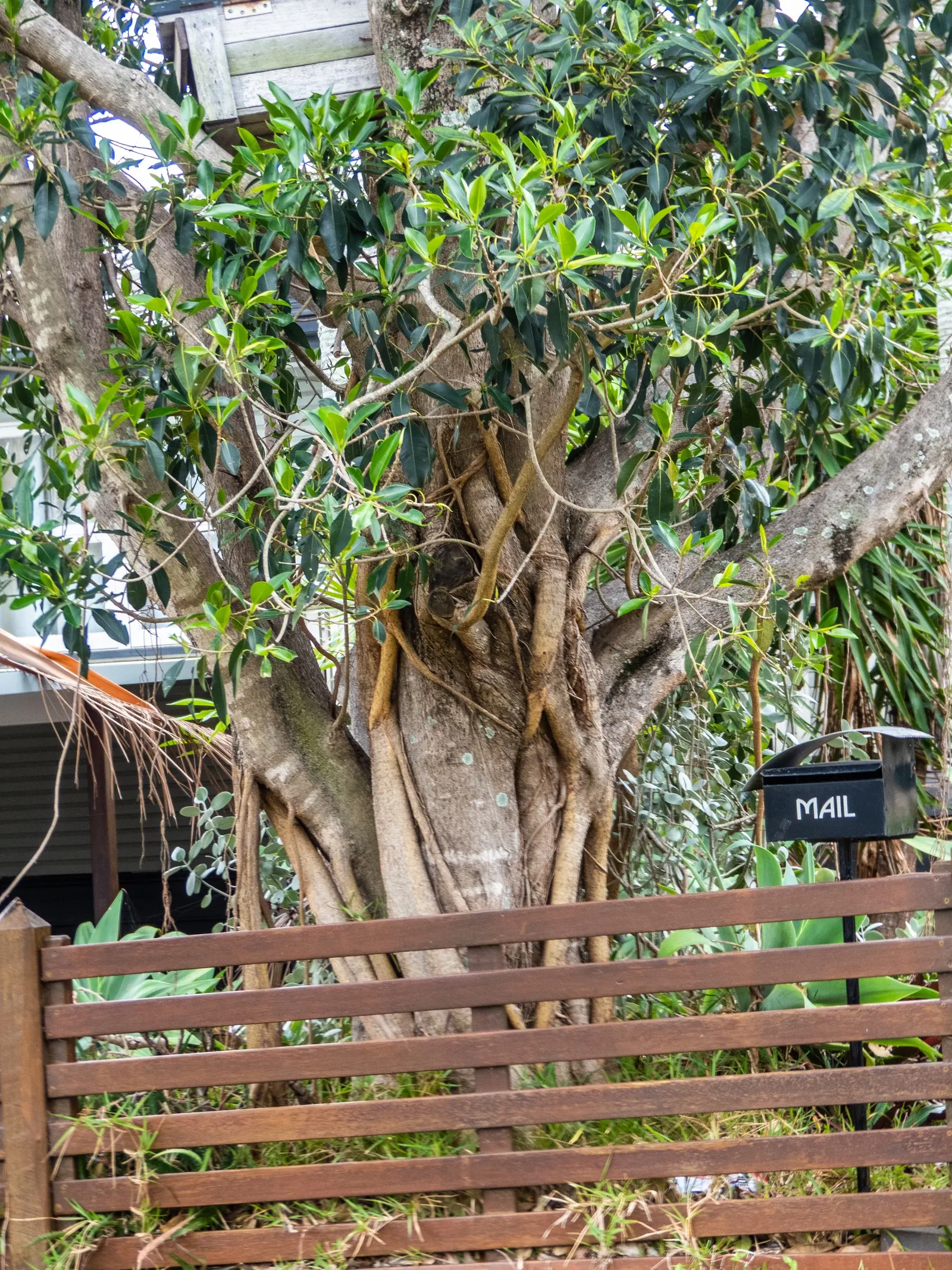 Rusty Leaf Fig (Ficus rubiginosa) — which is ideal for clients looking for both flexibility and low maintenance in their landscape; is a robust evergreen tree