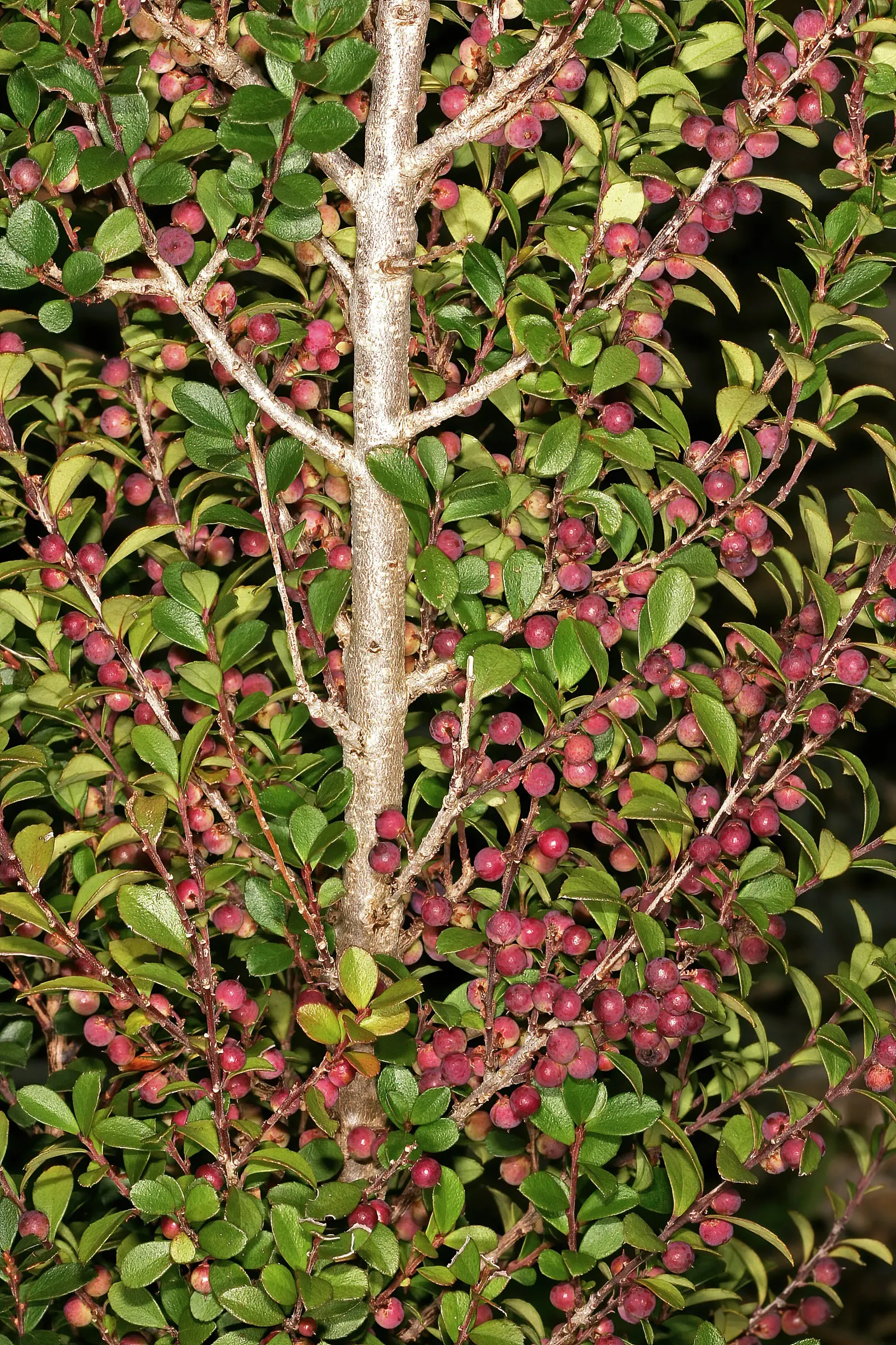 African Boxwood (Myrsine Africana) — Prefers full sun to partial shade and well-drained soil, with moderate watering