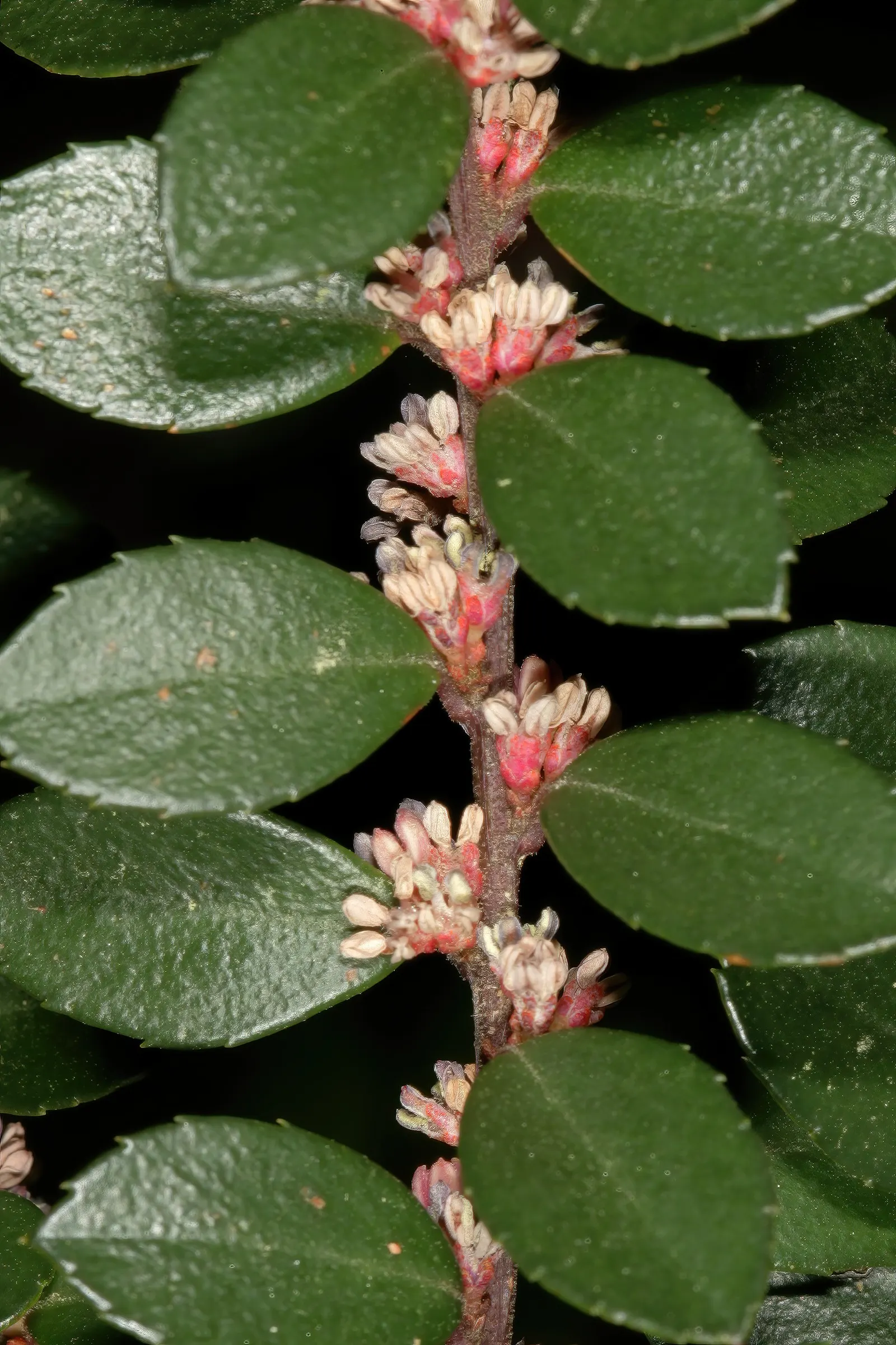 African Boxwood (Myrsine Africana) — African Boxwood (Myrsine africana) is a versatile evergreen shrub, thriving in USDA zones 9-11; prefers full, image 41