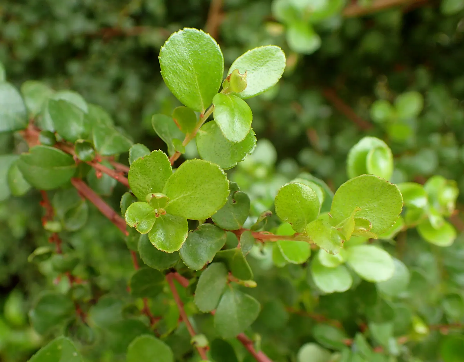 African Boxwood (Myrsine Africana) — combined with its visual charm and functional form