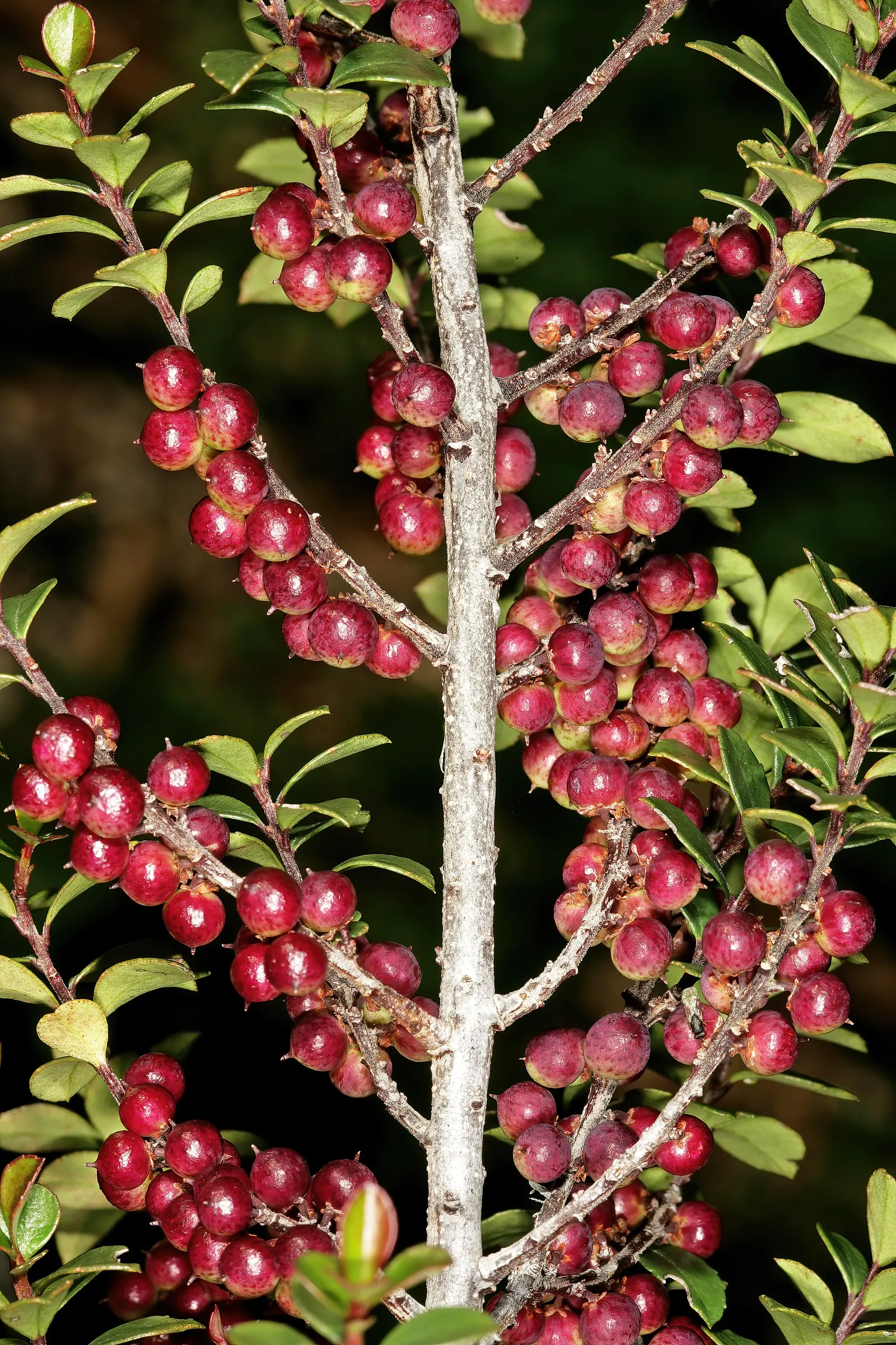 African Boxwood (Myrsine Africana) — combined with its visual charm and functional form; which adds to its appeal for gardeners seeking a low-maintenance yet