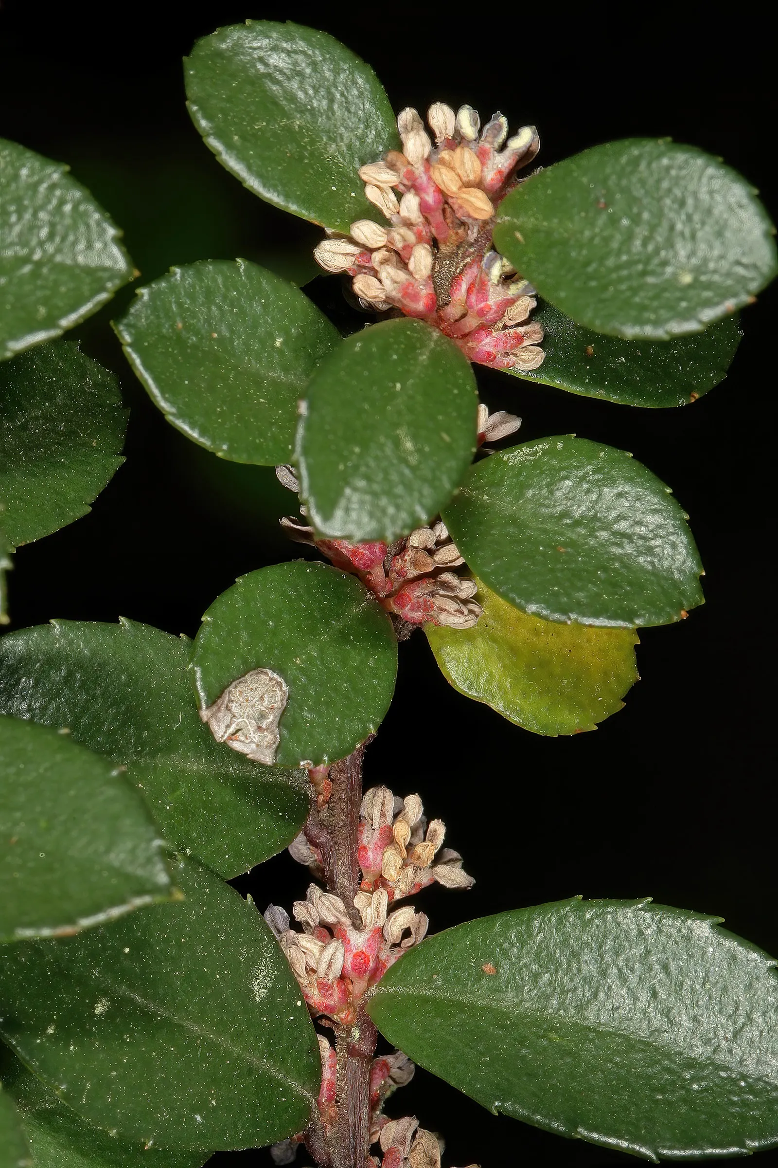 African Boxwood (Myrsine Africana) — The plant's moderate growth rate means that it can integrate into a landscape with minimal maintenance; typically reaching