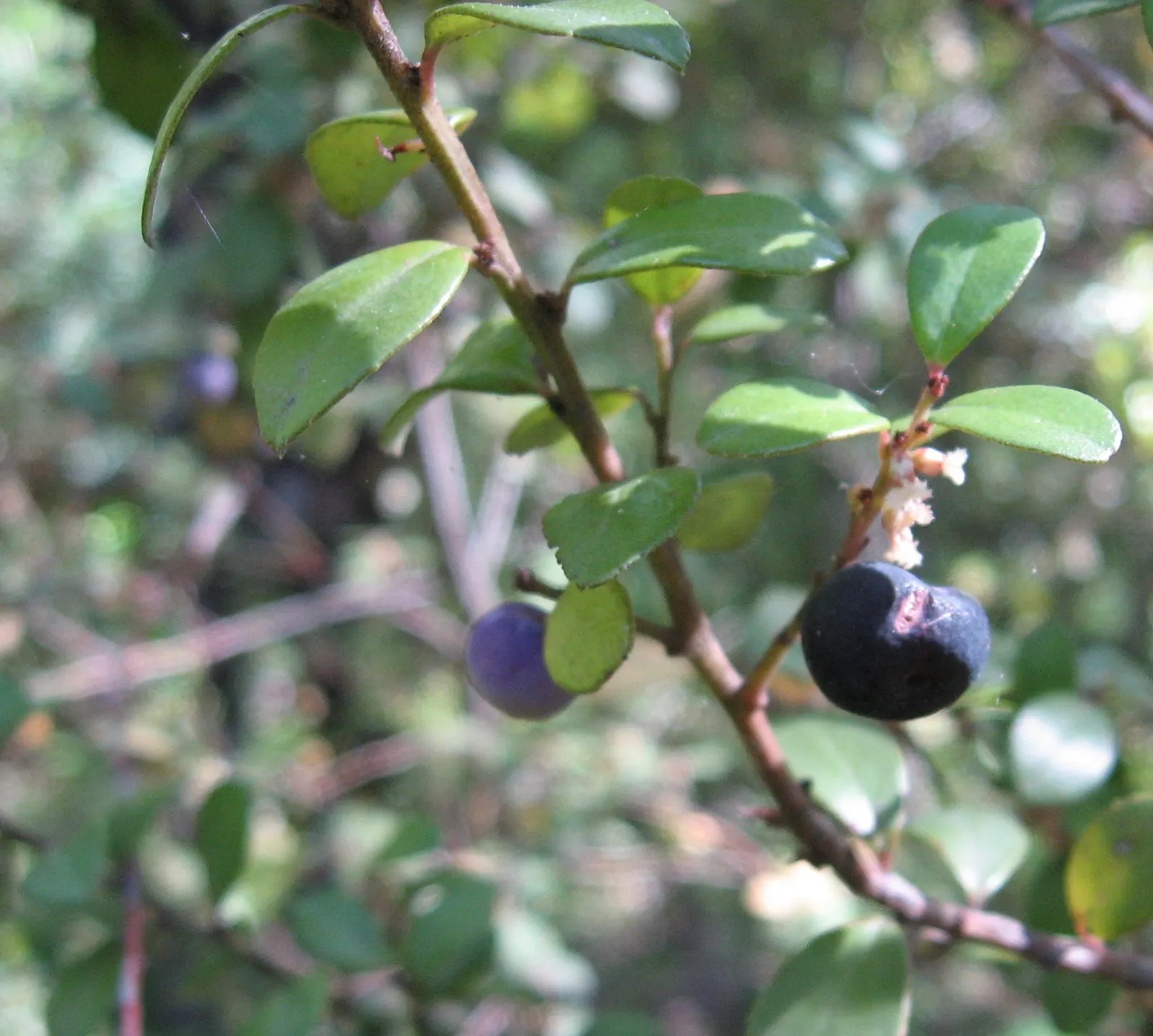 African Boxwood (Myrsine Africana) — commonly known as African Boxwood; adding evergreen beauty year-round, image 46