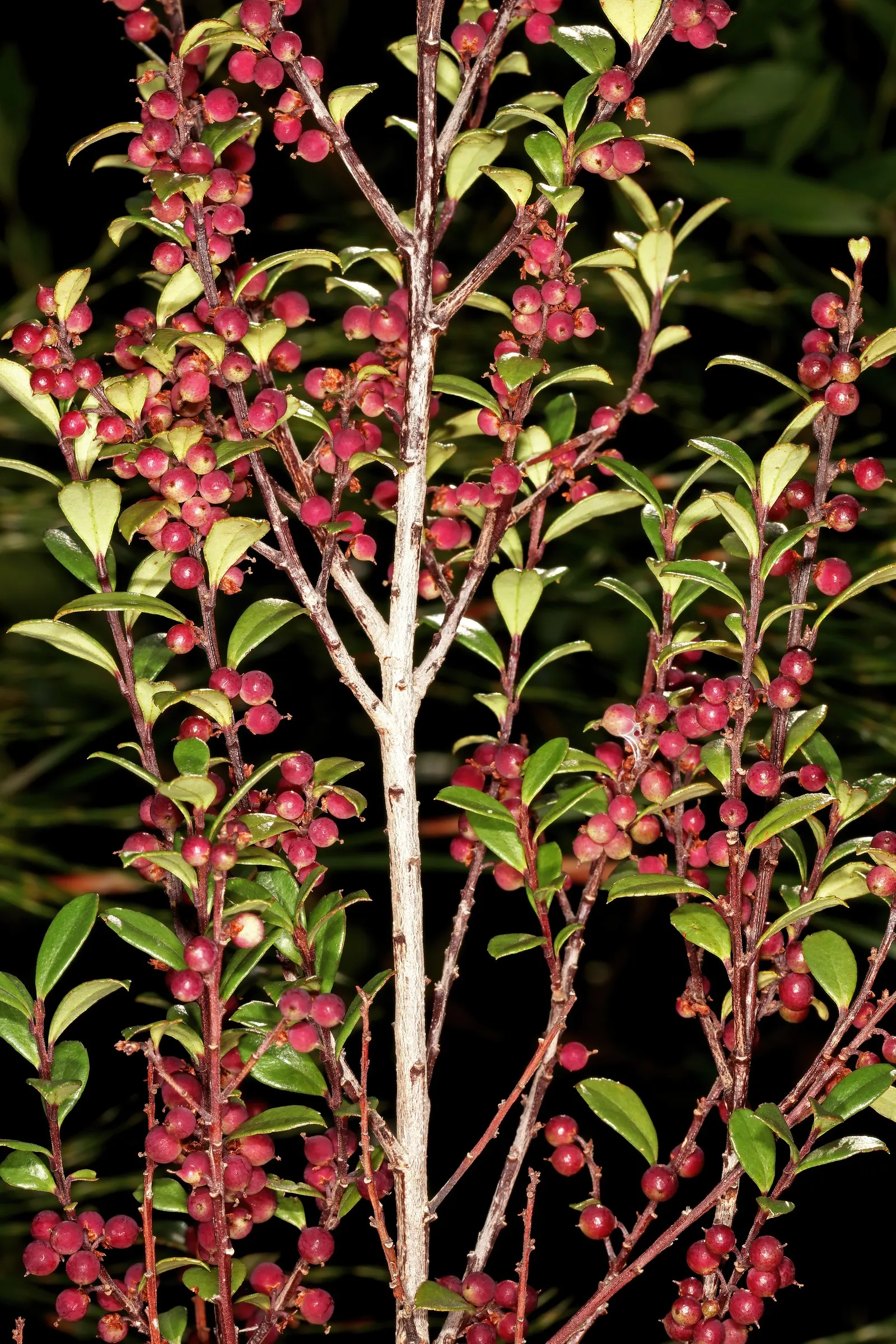African Boxwood (Myrsine Africana) — consistent watering during the first growing season is crucial to ensure a strong root system; the African, image 54