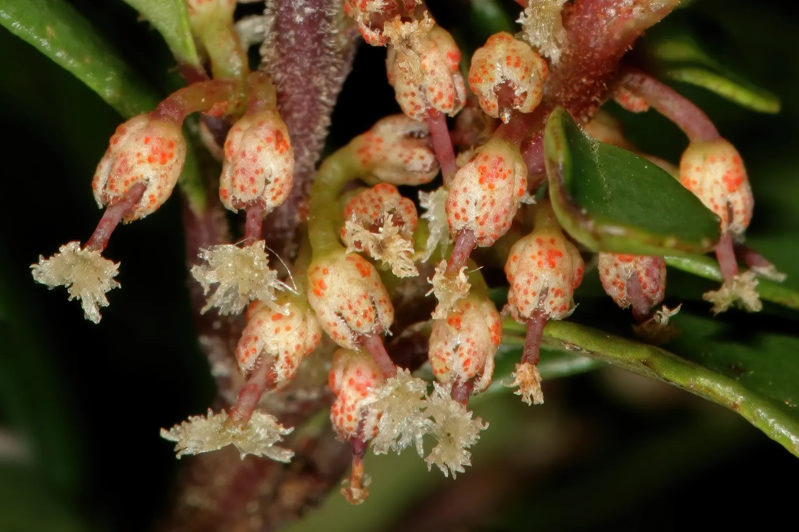African Boxwood (Myrsine Africana) — it prospers best when situated in a location that receives full sun to partial shade; african Boxwood (Myrsine africana)