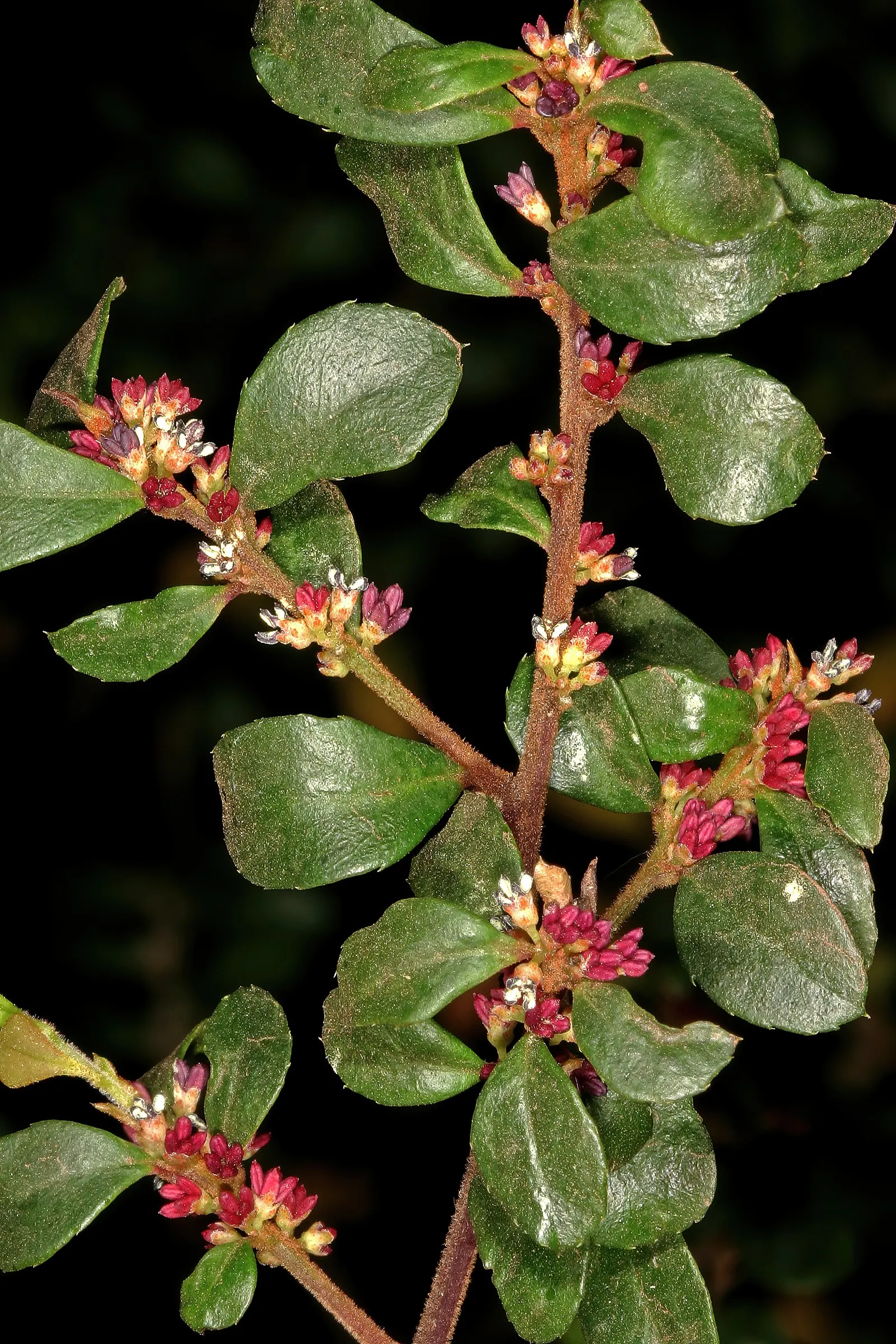 African Boxwood (Myrsine Africana) — this versatile plant serves well as a low hedge or container specimen; shrub for full or half, image 49
