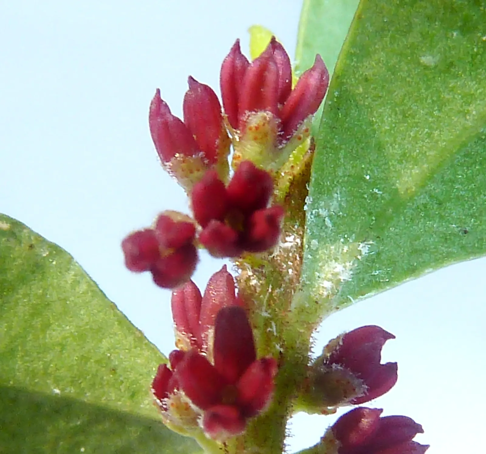 African Boxwood (Myrsine Africana) — The African Boxwood is resistant to most pests and diseases