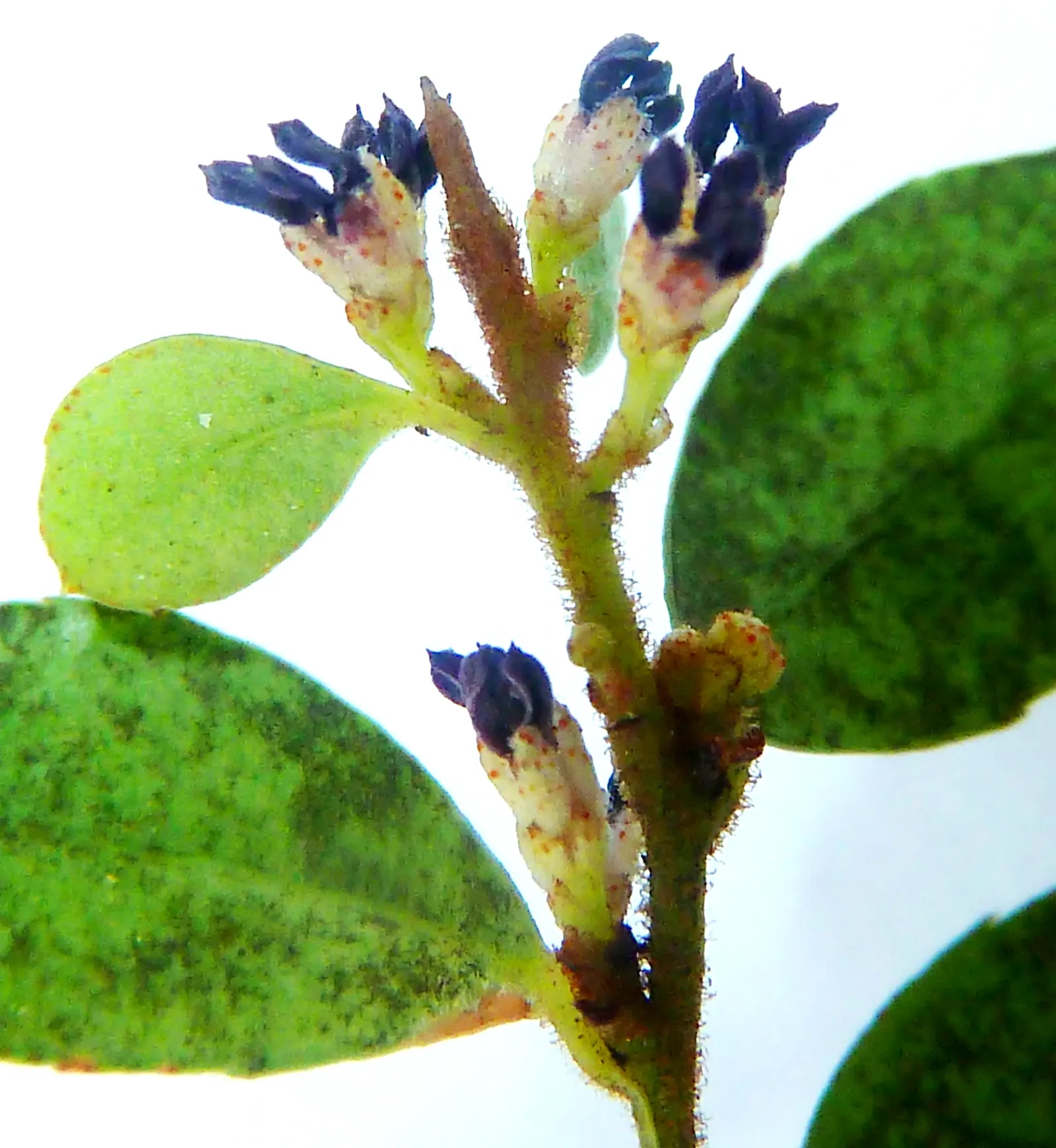 African Boxwood (Myrsine Africana) — The plant's moderate growth rate means that it can integrate into a landscape with minimal maintenance