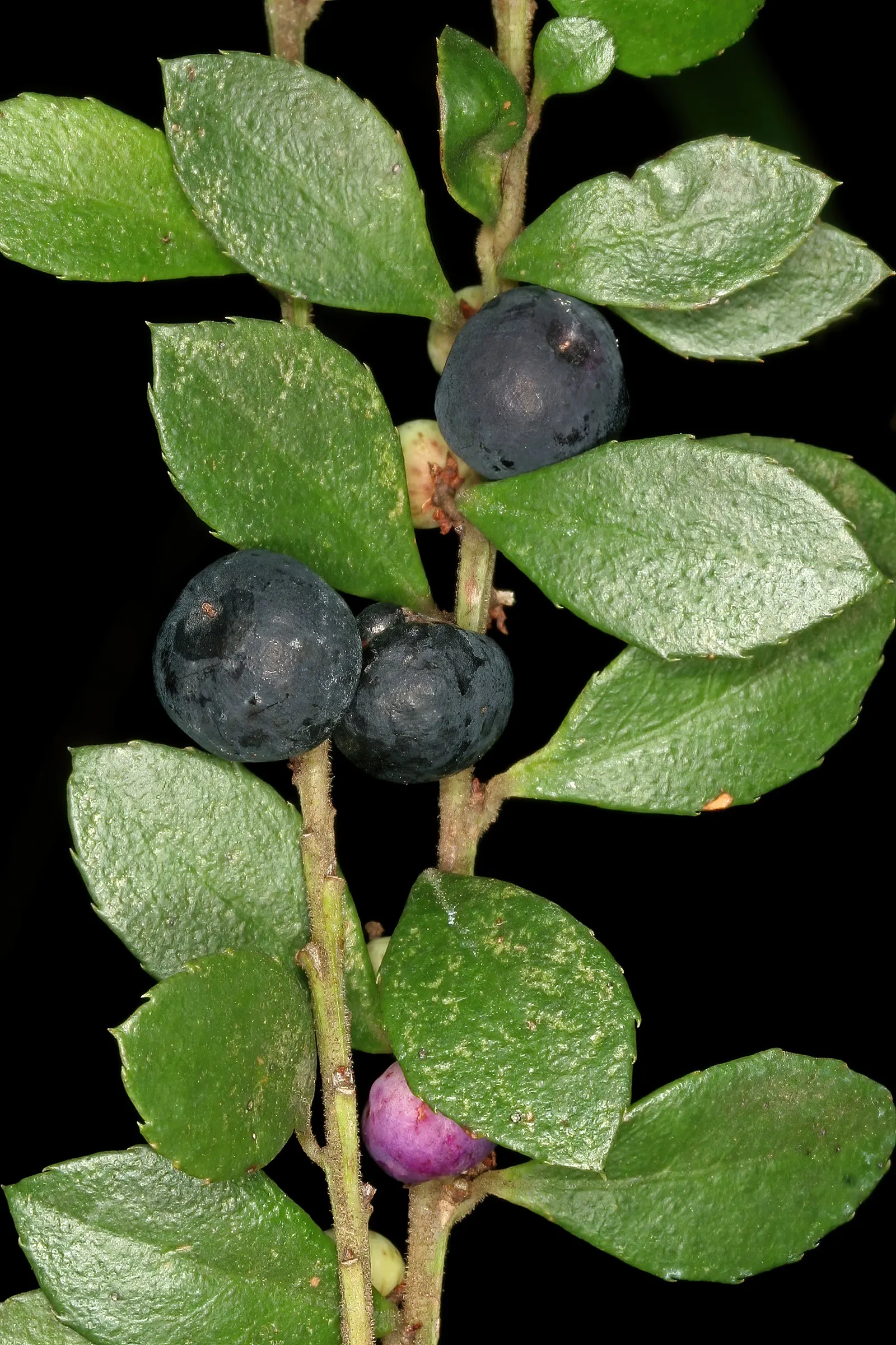 African Boxwood (Myrsine Africana) — Prefers full sun to partial shade and well-drained soil, with moderate watering; hardy and adaptable, this, image 44