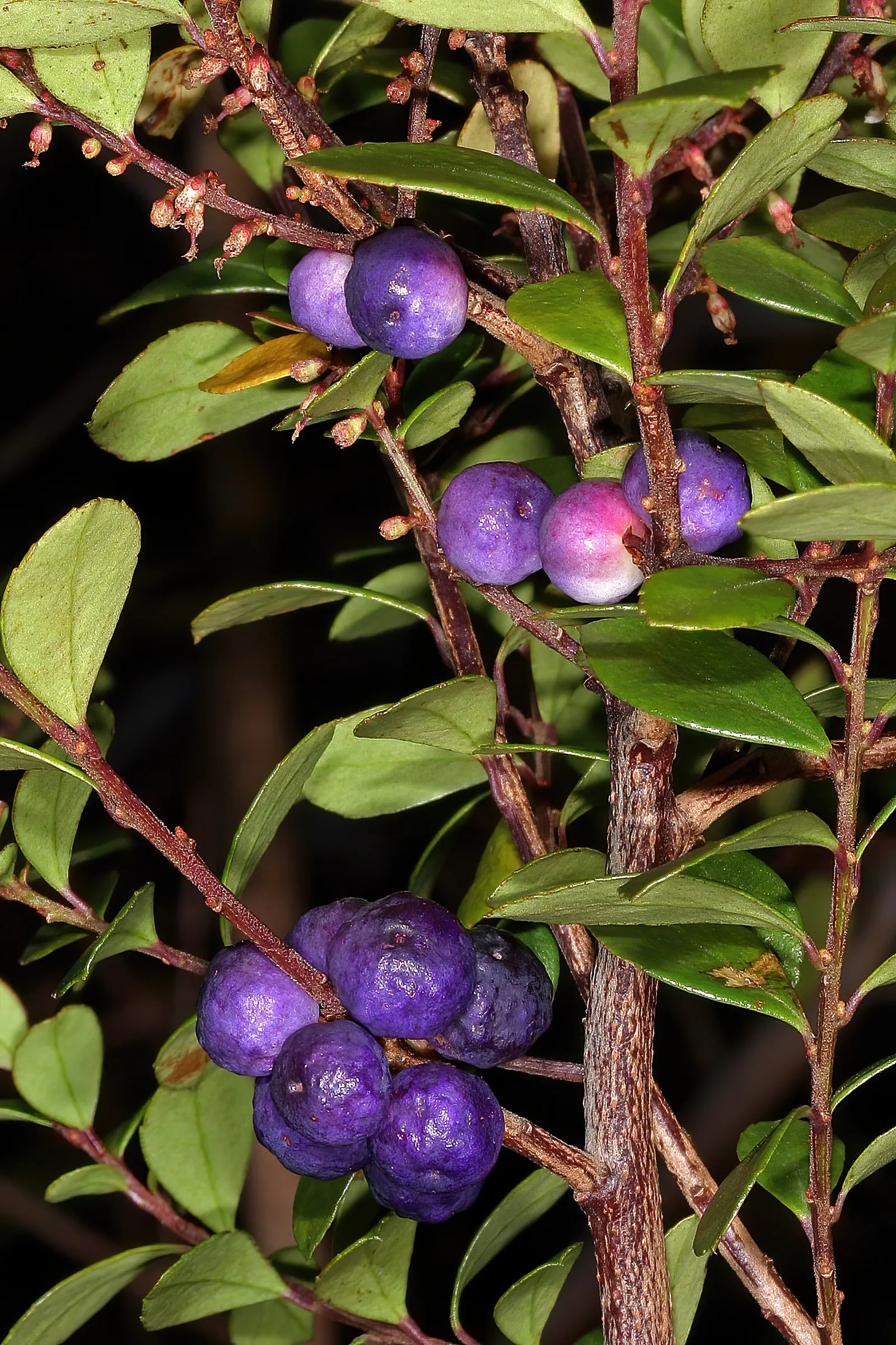 African Boxwood (Myrsine Africana) — Typically reaching heights of 4 to 6 feet