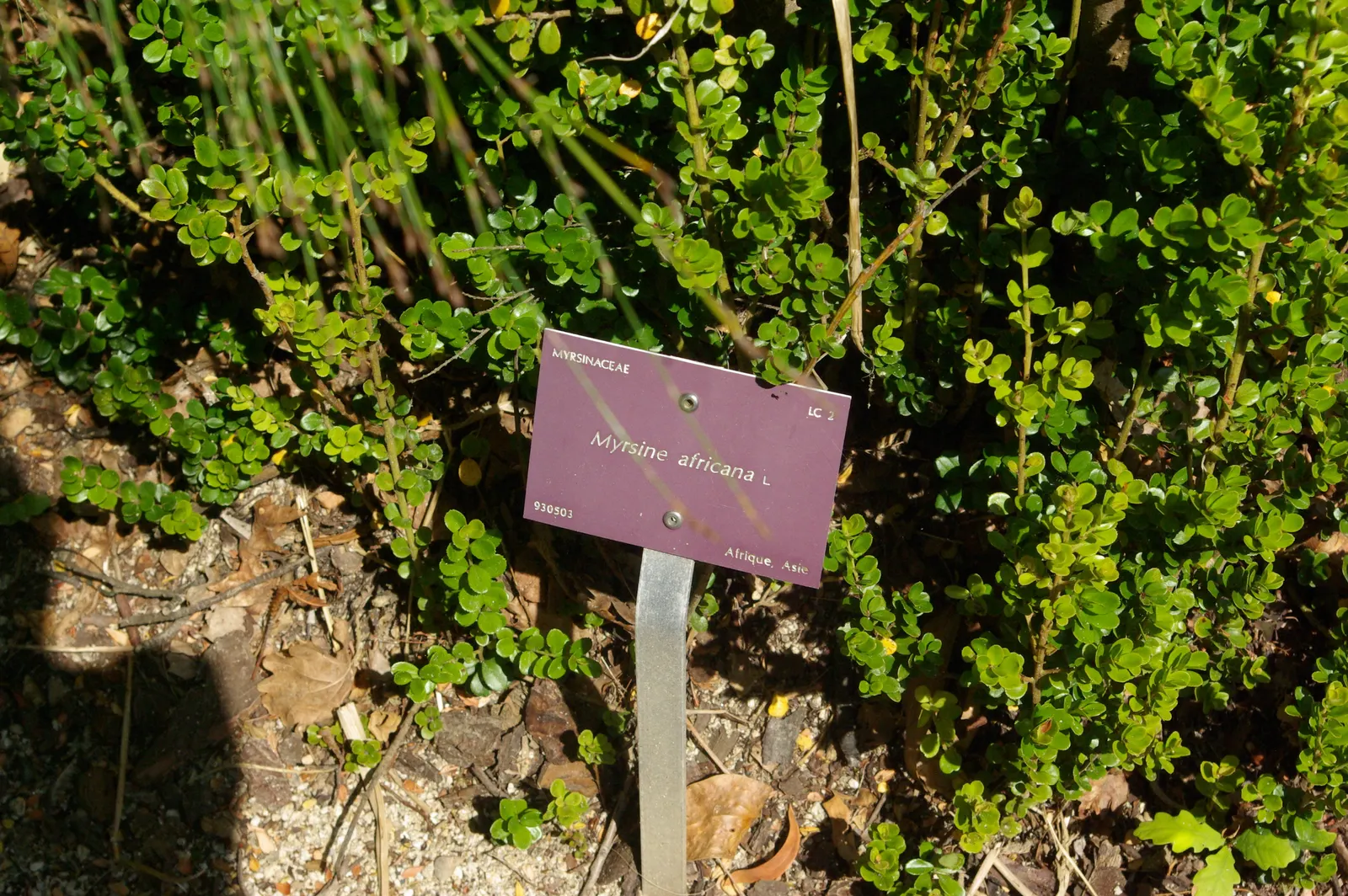 African Boxwood (Myrsine Africana) — The plant's moderate growth rate means that it can integrate into a landscape with minimal maintenance, image 53