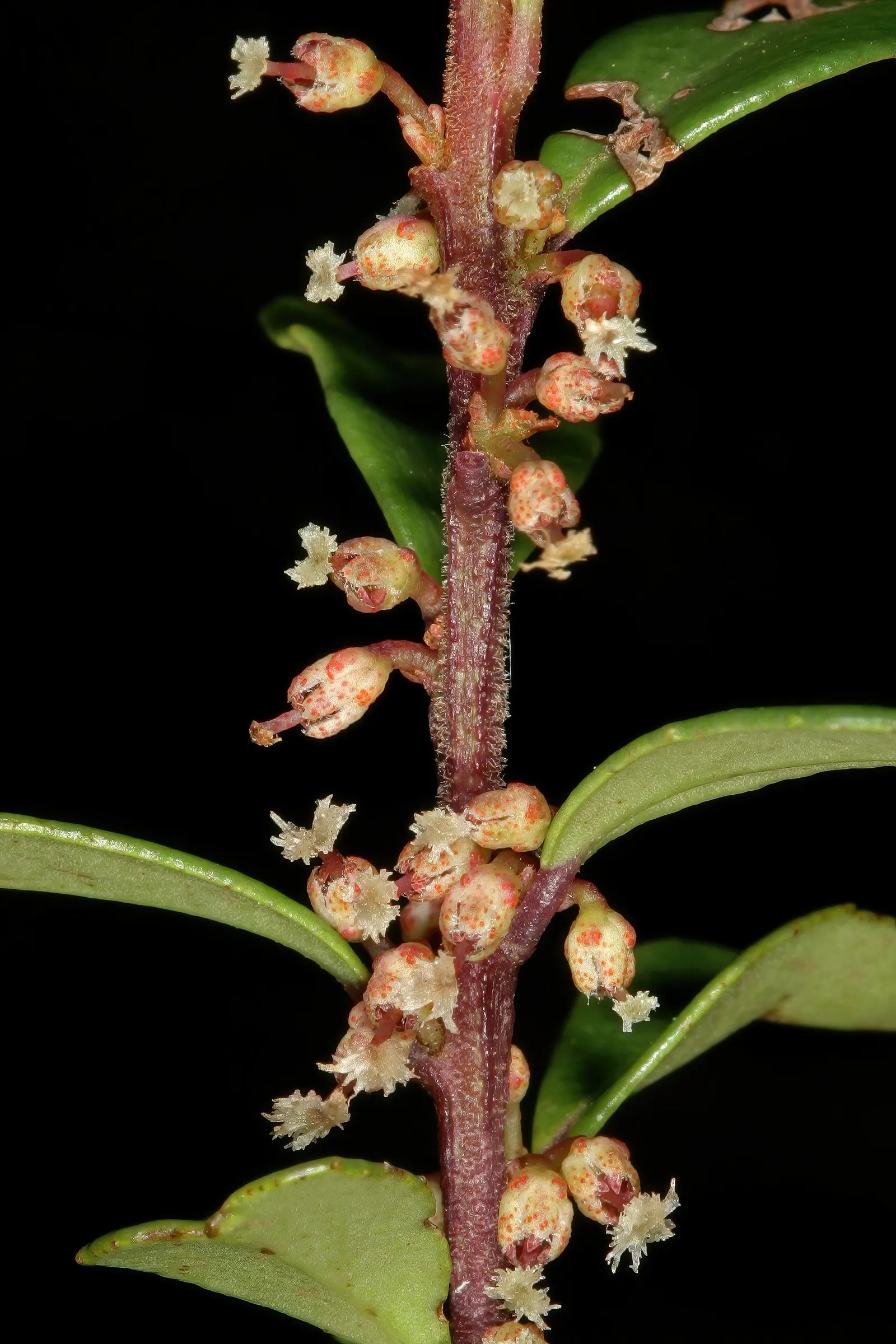 African Boxwood (Myrsine Africana) — Typically reaching heights of 4 to 6 feet; the plant's moderate growth rate means that it can integrate into a, image 48