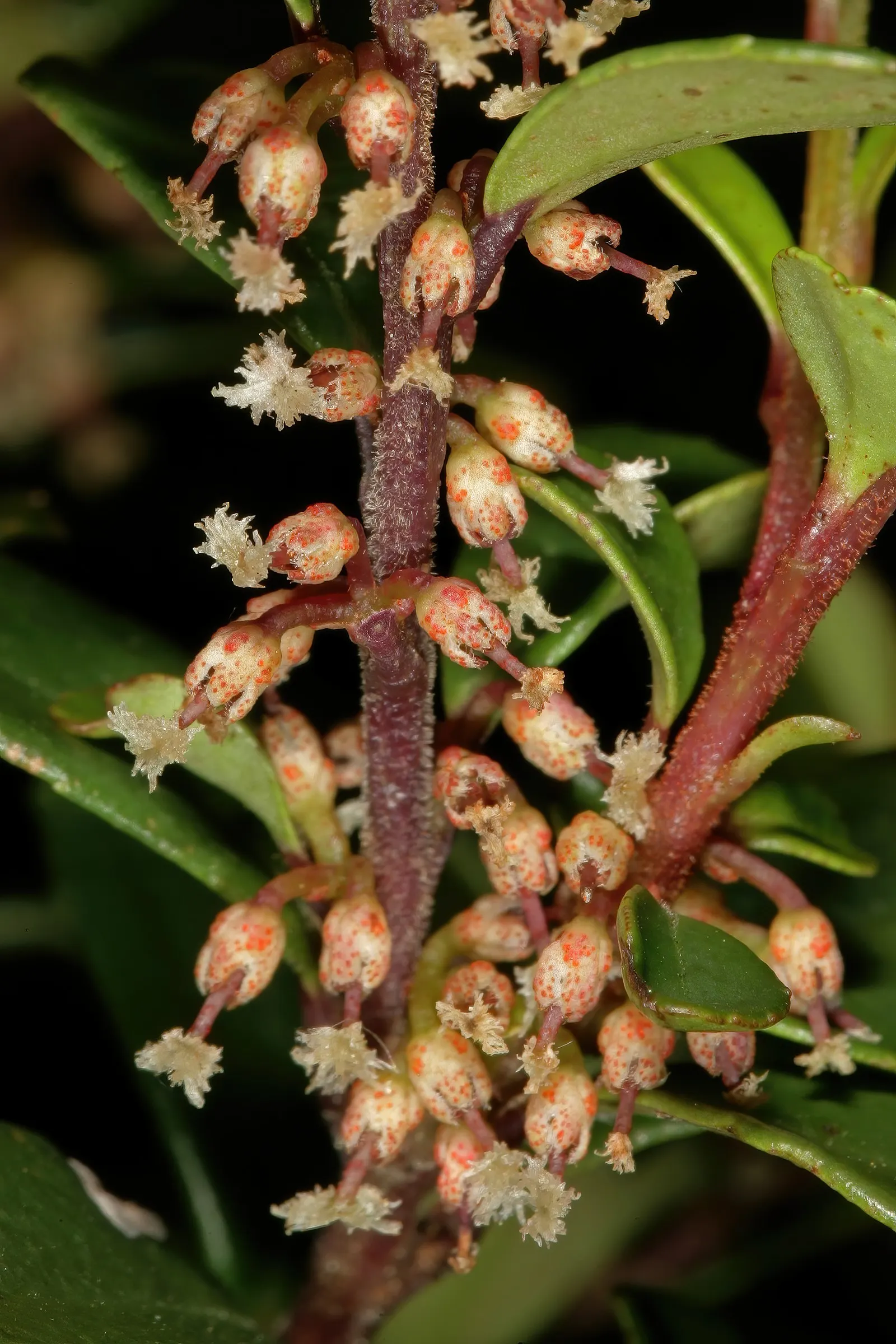 African Boxwood (Myrsine Africana) — is an evergreen shrub that offers a lush addition to any garden with its dense and compact growth habit; commonly known as