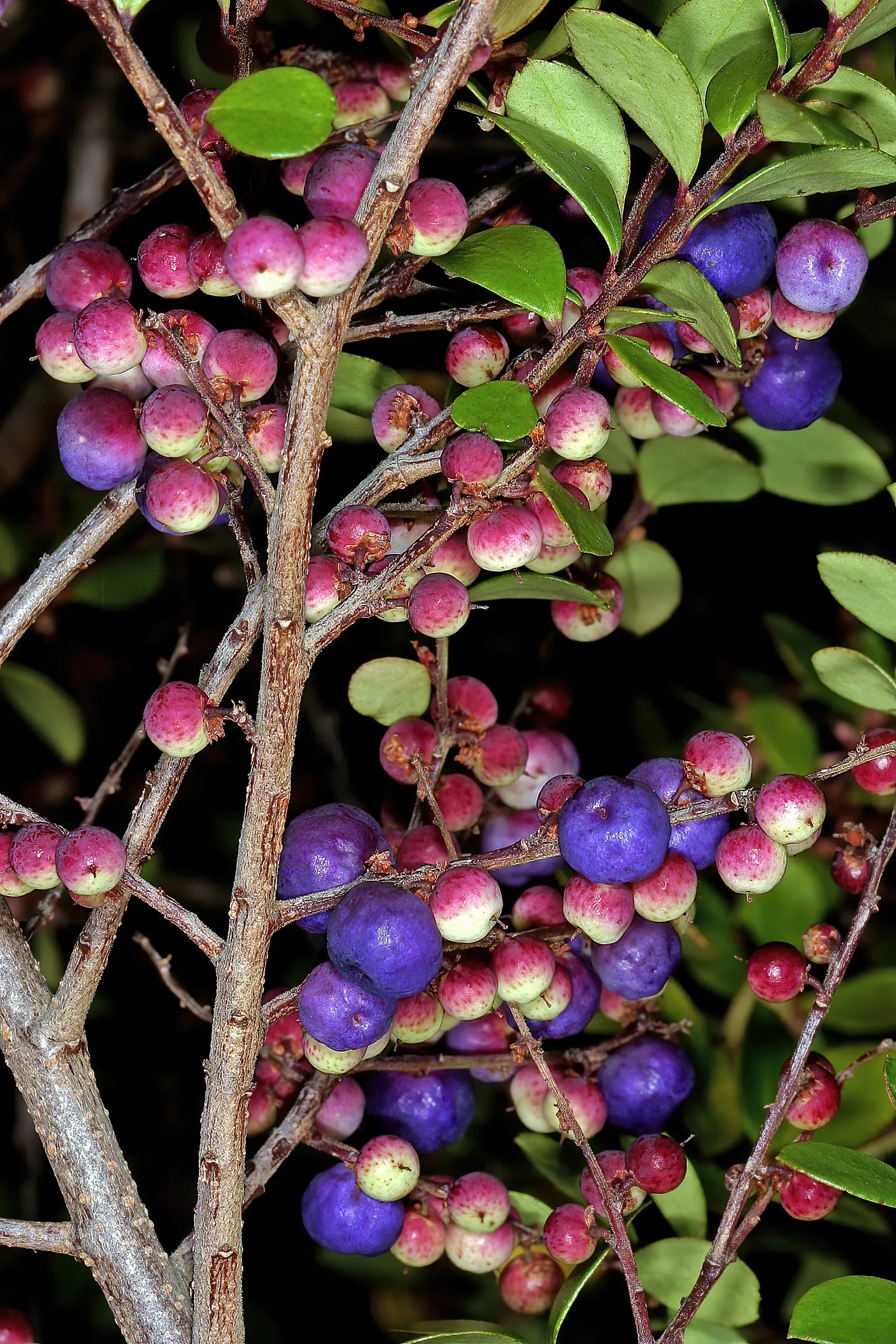 African Boxwood (Myrsine Africana) — Typically reaching heights of 4 to 6 feet; the plant's moderate growth rate means that it can integrate into a landscape